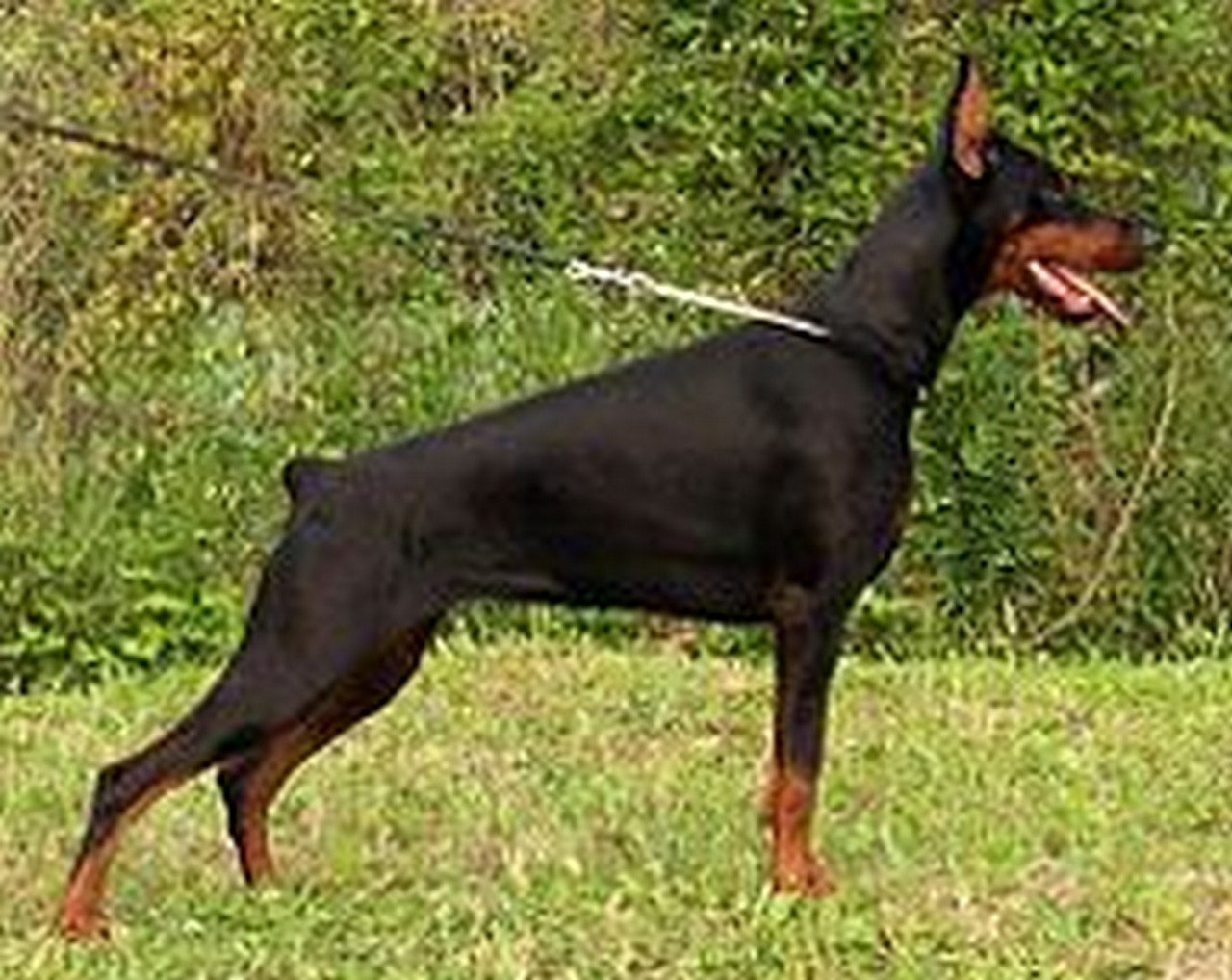 Doberman Pinscher Side View Wallpaper - Doberman Dog Pic Download - HD Wallpaper 