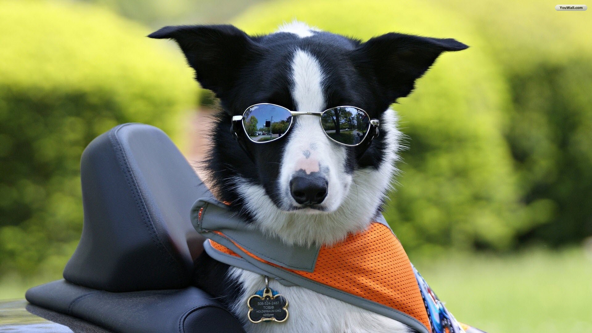 Border Collie Wallpaper 4k - HD Wallpaper 