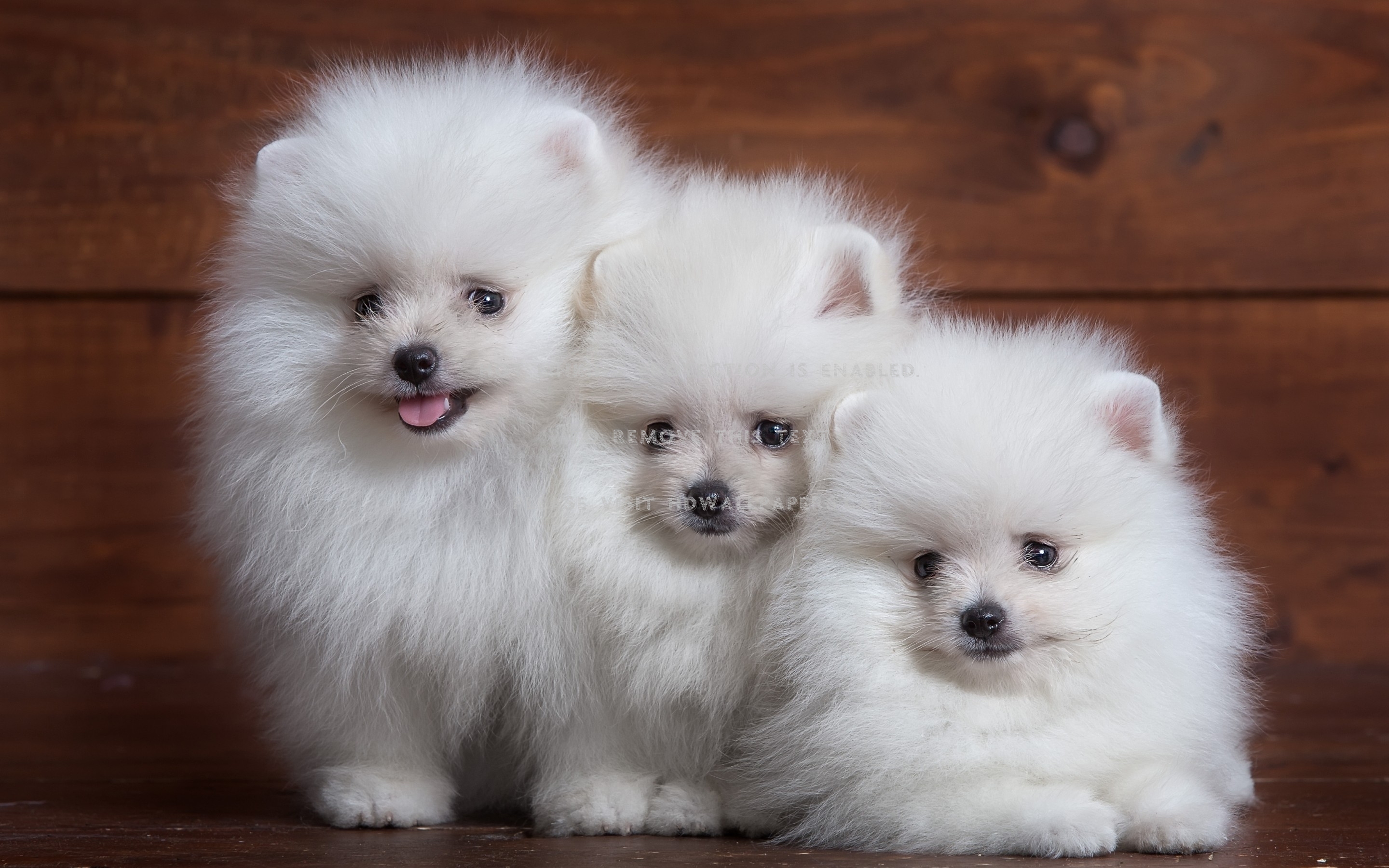 Pomeranians Animal Brown White Fluffy Sweet - Vita Fluffiga Hundar Små - HD Wallpaper 