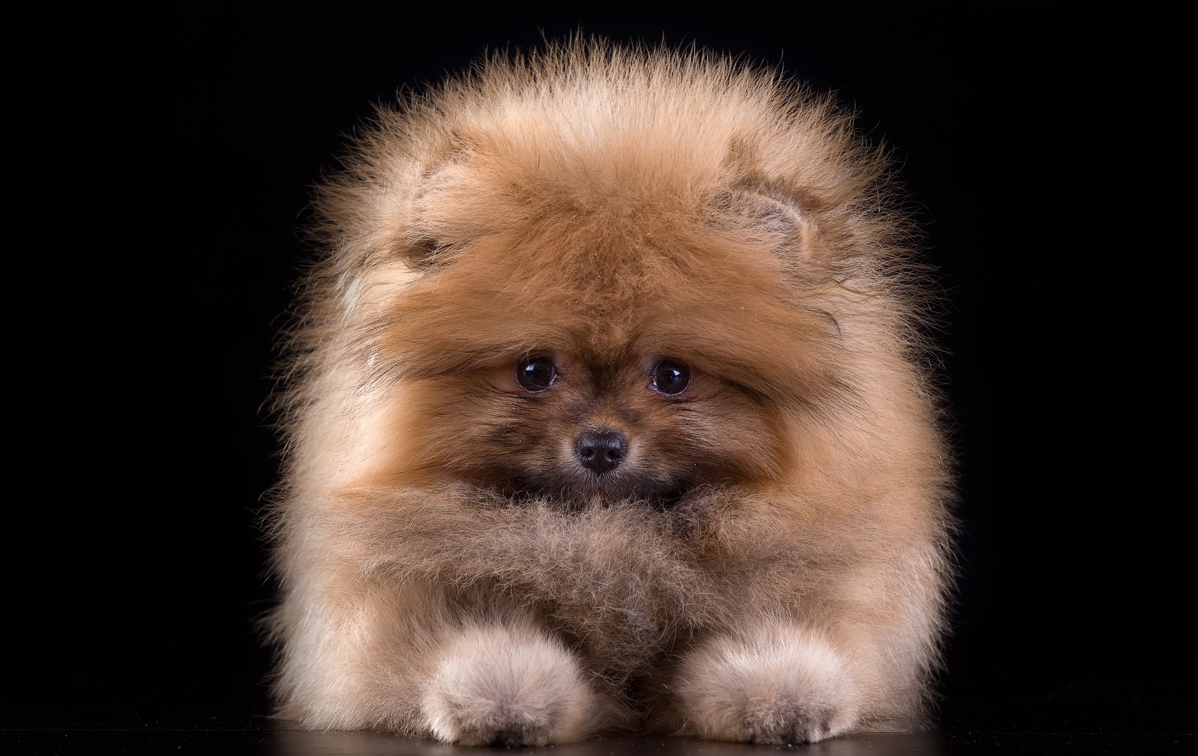 Cute Pomeranian Wallpaper Pc 4000x2526 Wallpaper Teahub Io