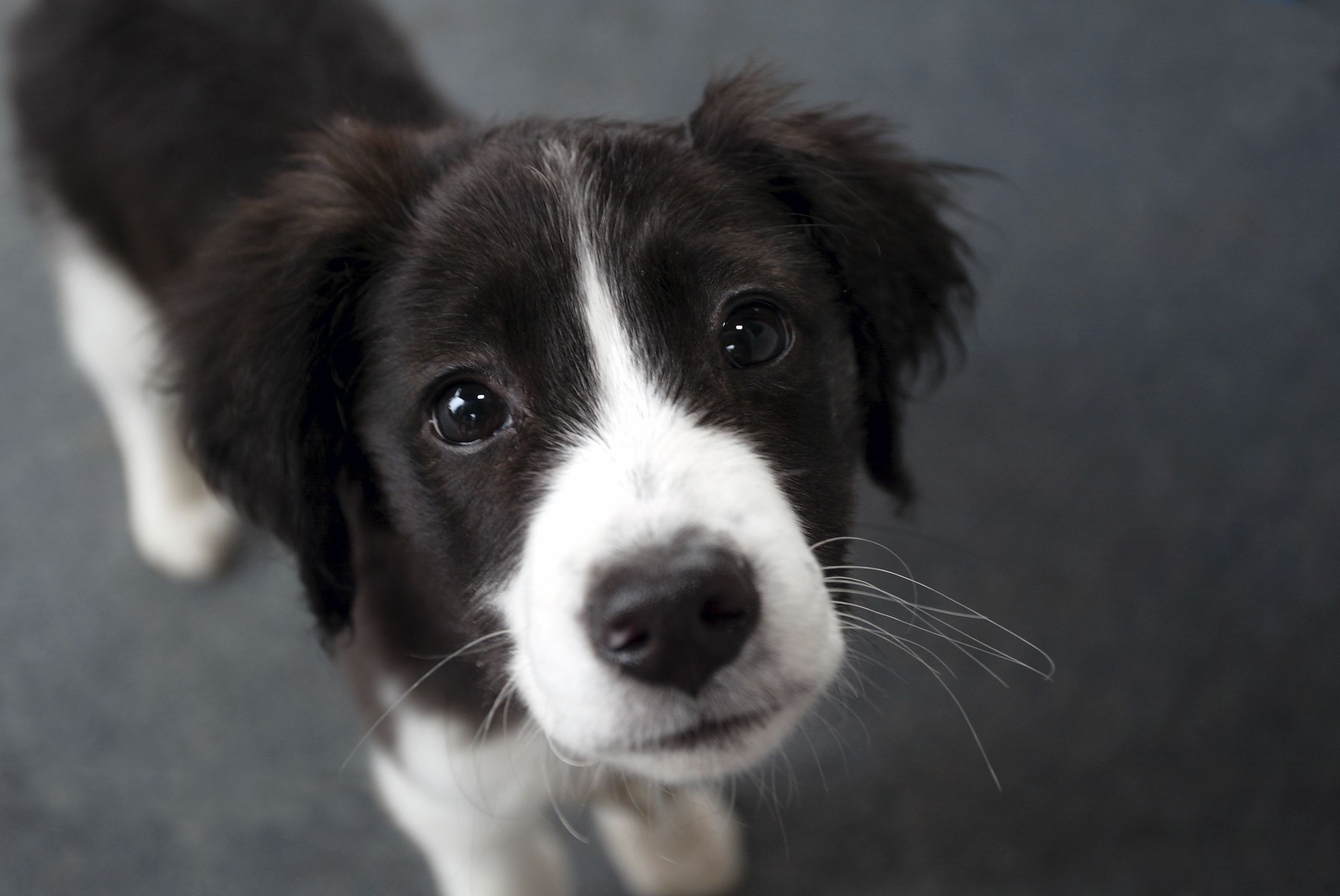 Border Collie Wallpapers Android Apps On Google Play - Cute Puppies Border Collies - HD Wallpaper 