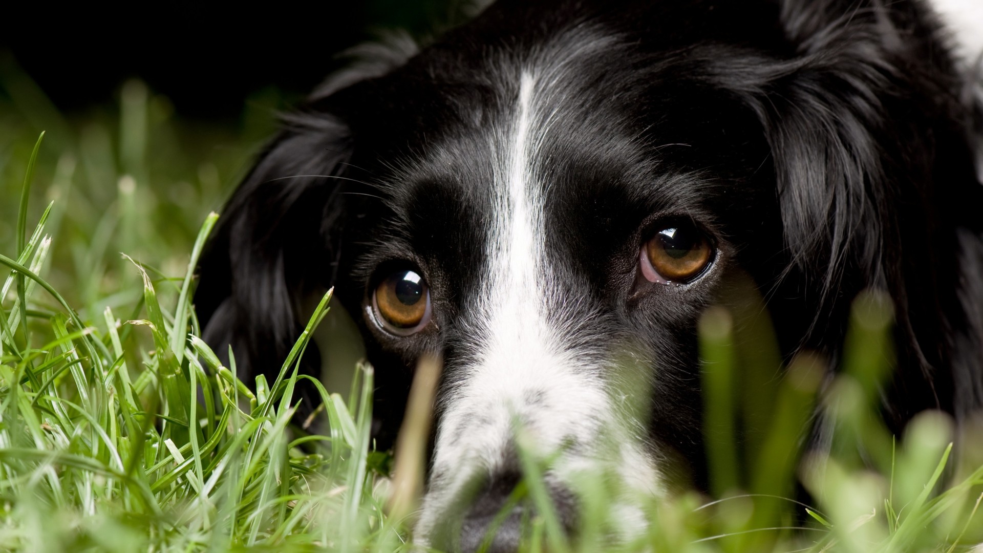 Cocker, Spaniel, Face Â - Border Collie Dog Eyes - HD Wallpaper 