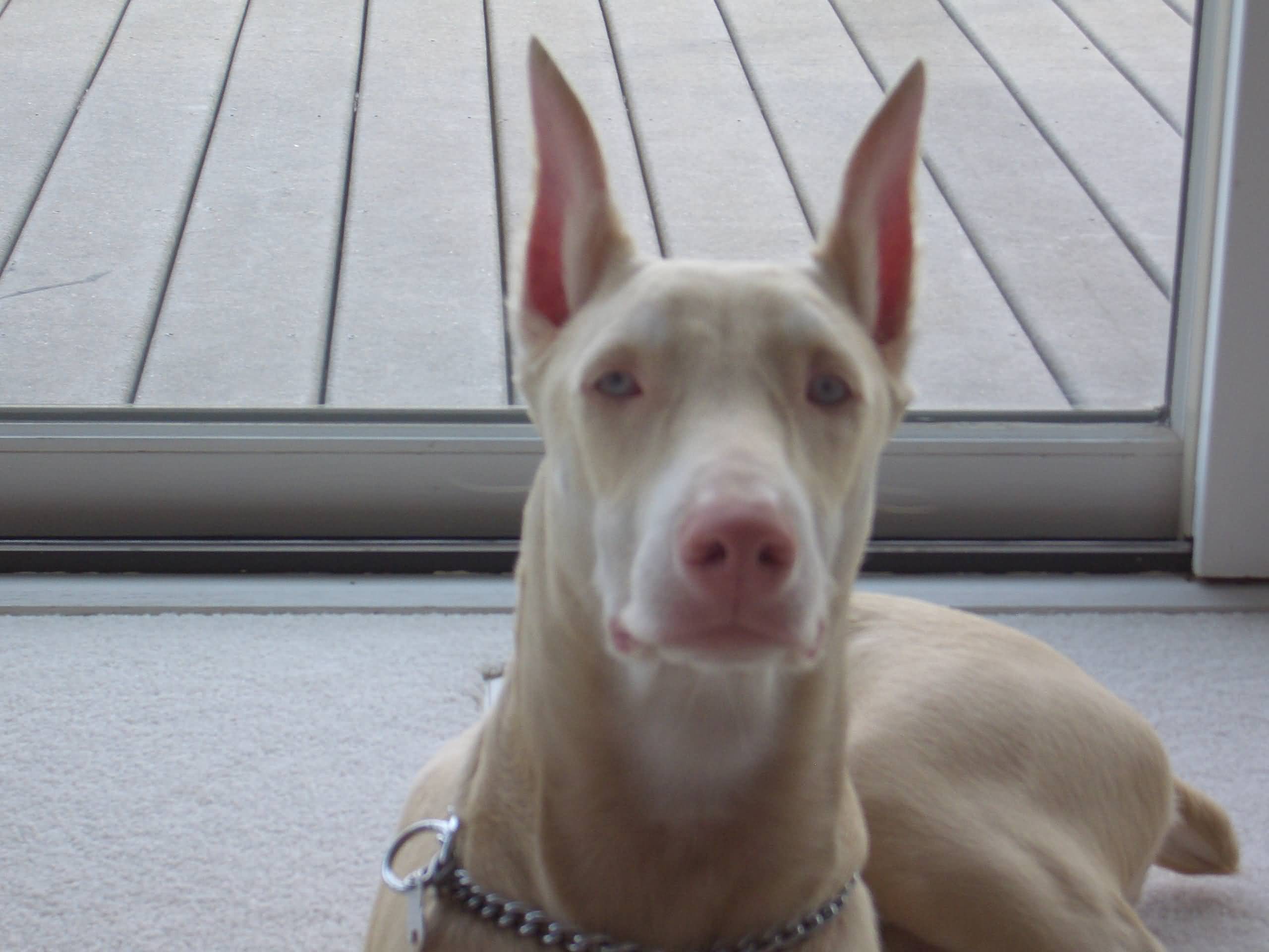 How Rare Is A White Doberman