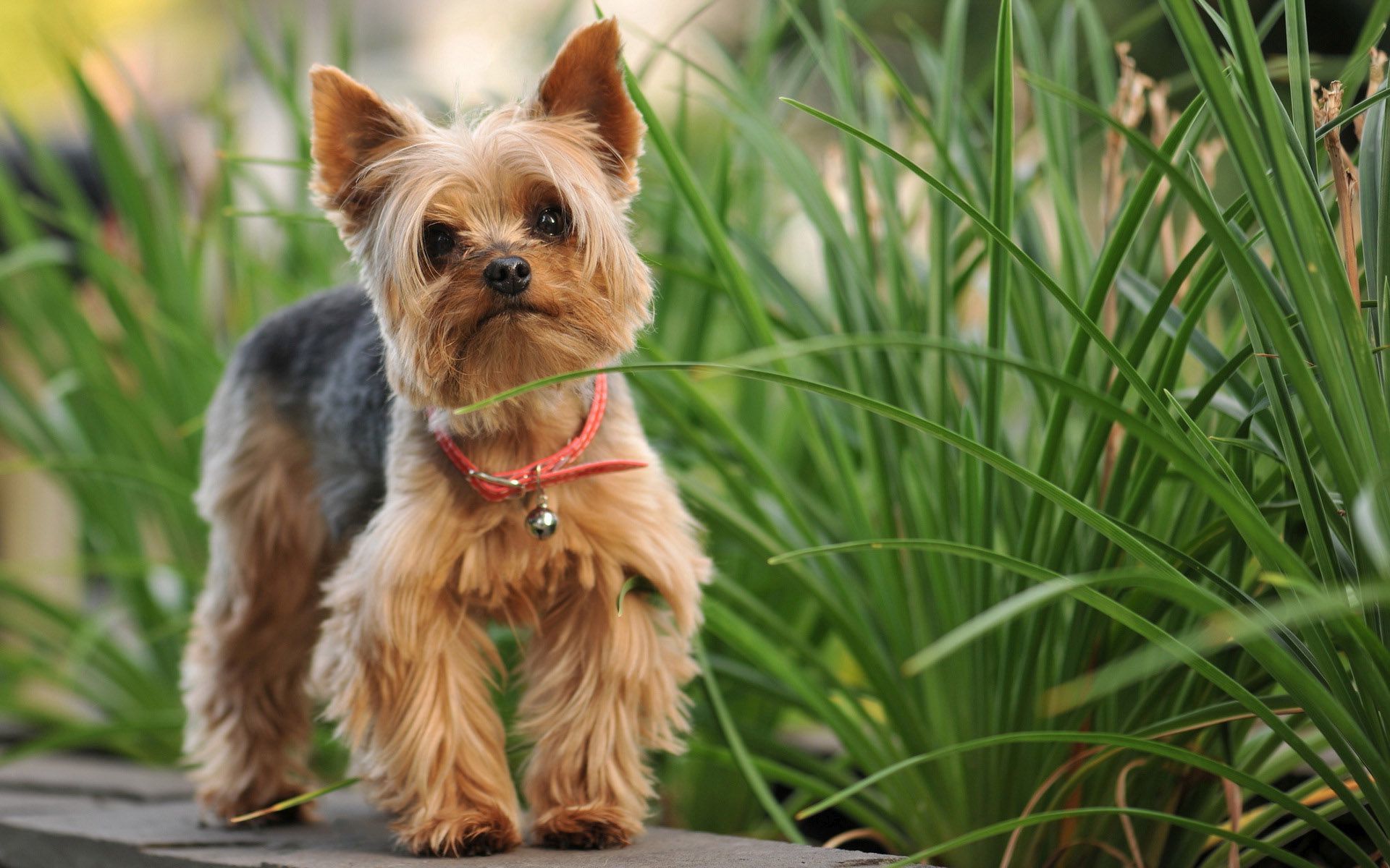 Собаки Яким Завязують Хвостик - HD Wallpaper 