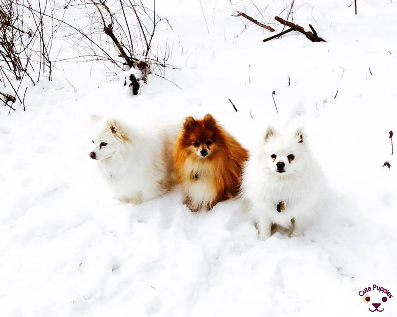 German Spitz Mittel - HD Wallpaper 