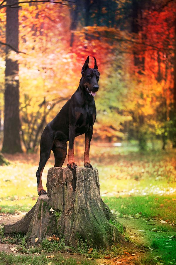 Beautiful Doberman - HD Wallpaper 