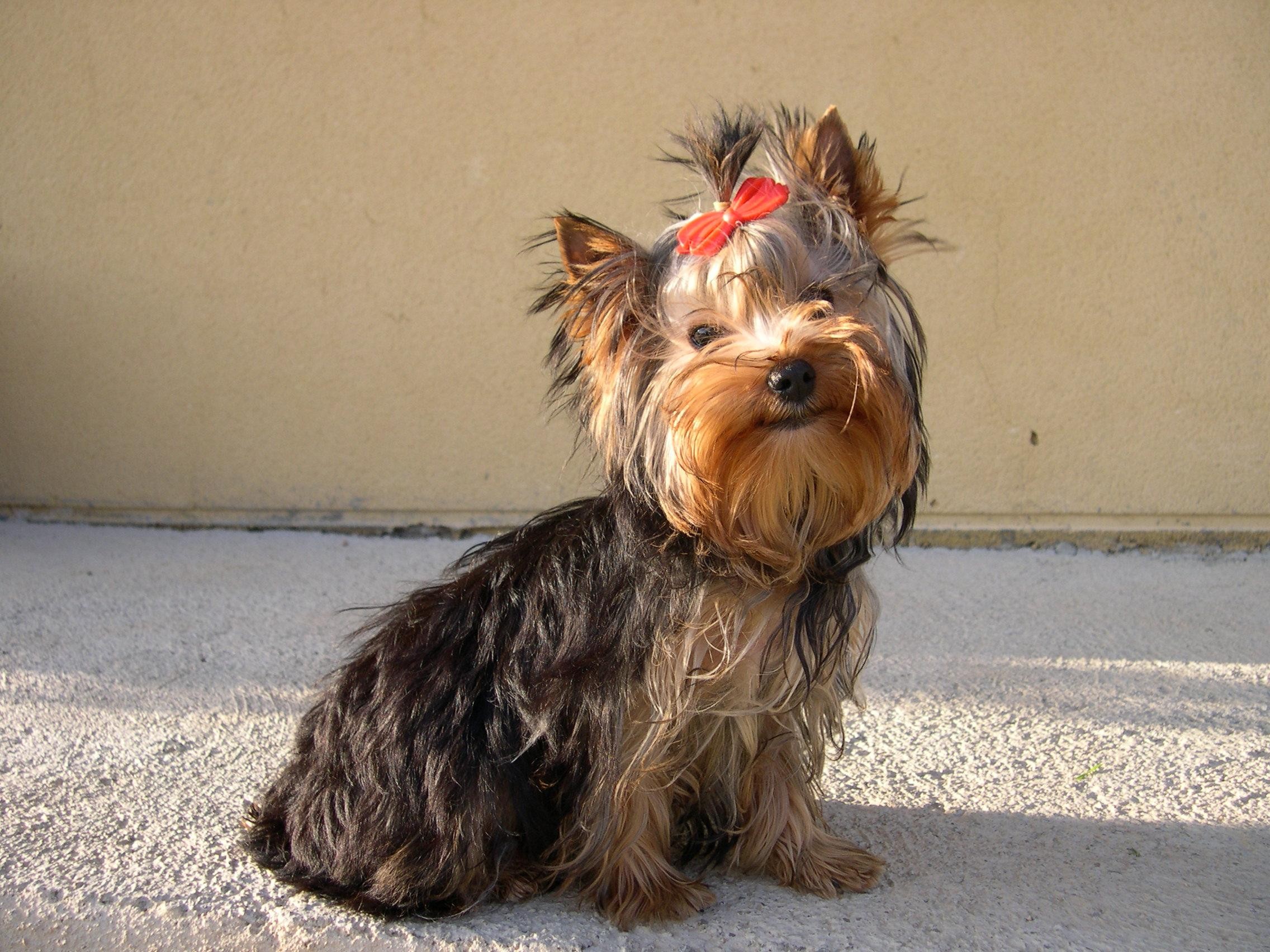 Yorkshire Terrier Background Hd - HD Wallpaper 