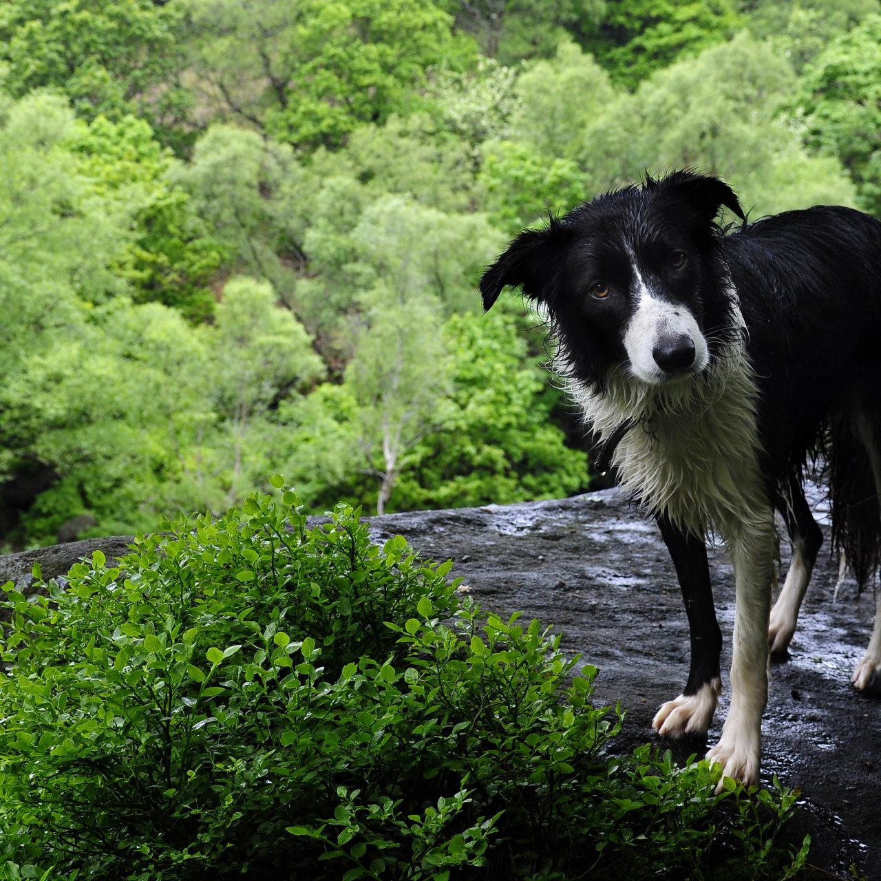 Dog - 1280x1280 Wallpaper - teahub.io