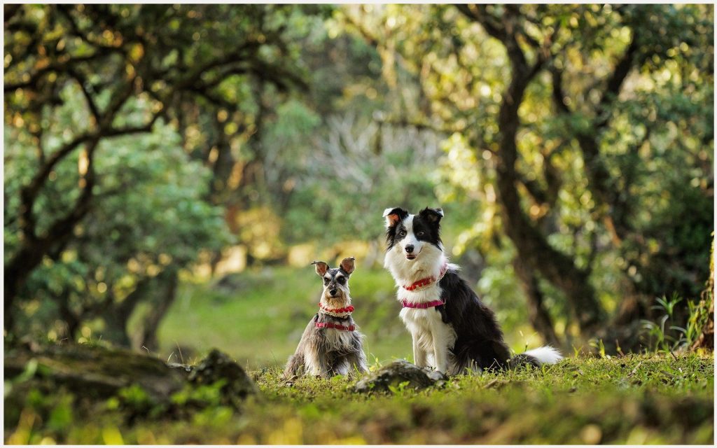 Dwarf Schnauzer, Border Collie, Two Dogs Wallpaper,dwarf - HD Wallpaper 