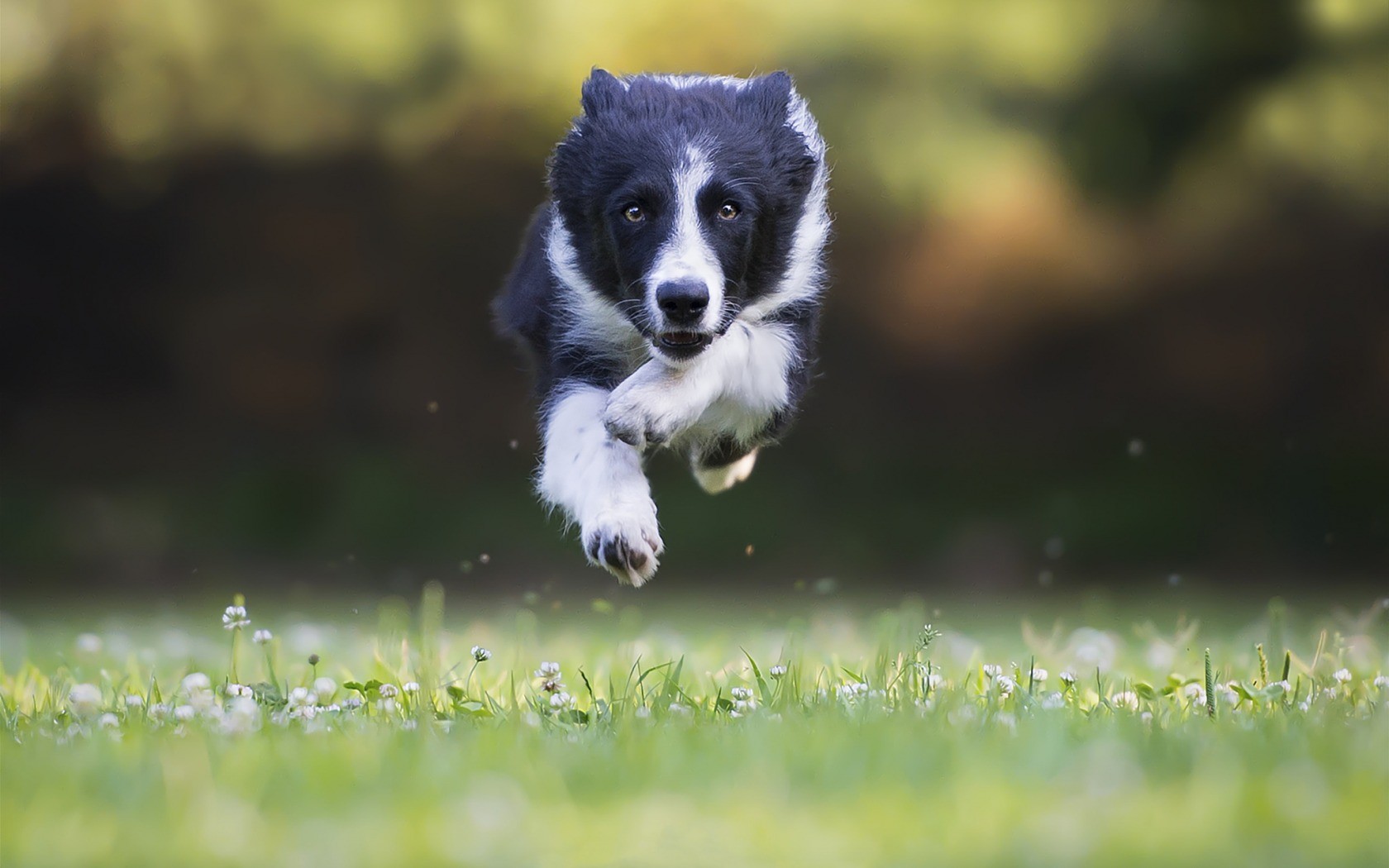 Border Collie Wallpaper Hd Jumping - HD Wallpaper 