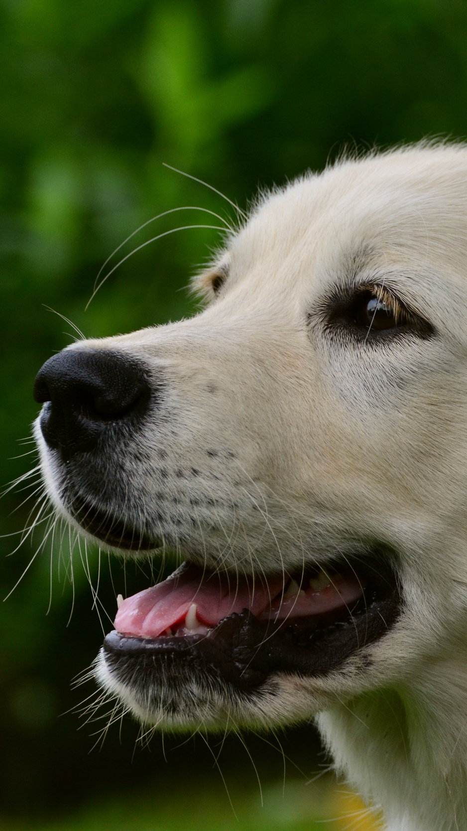 Wallpaper Labrador, Puppy, Muzzle, Dog - Iphone 6 Labrador - HD Wallpaper 