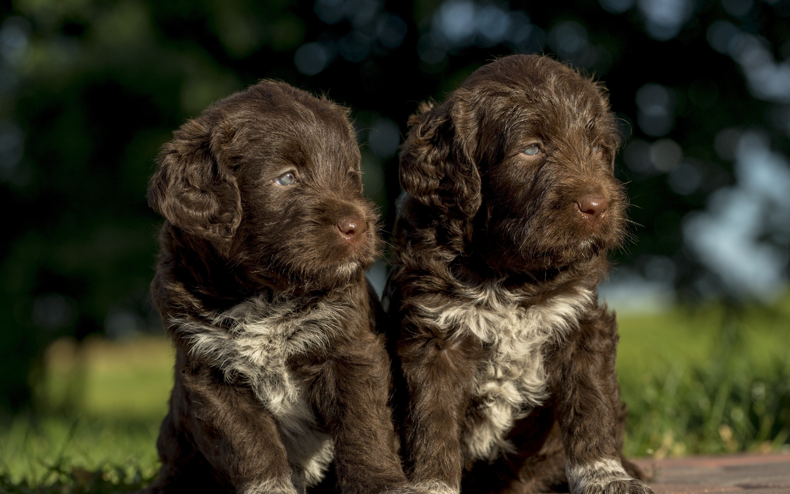 Brown Cocker Spaniel, Puppies, Bokeh, Cocker Spaniel, - Dog - HD Wallpaper 