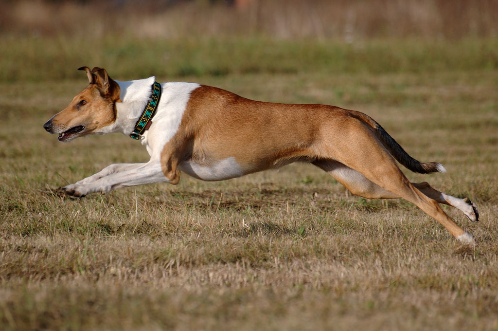 Jumping Collie Smooth Dog Wallpaper - Короткошерстный Колли - HD Wallpaper 