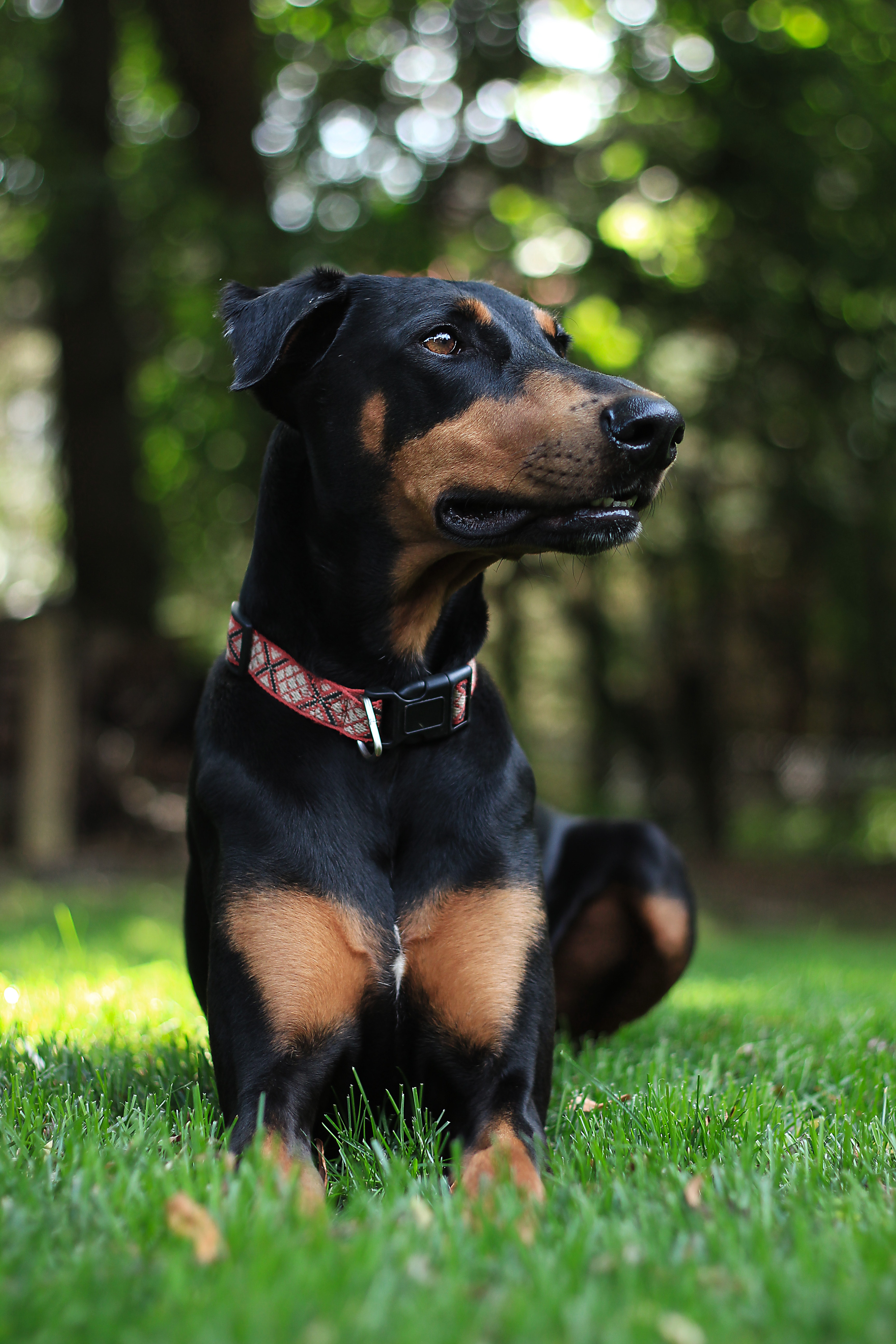 Doberman Pinscher Cute - HD Wallpaper 