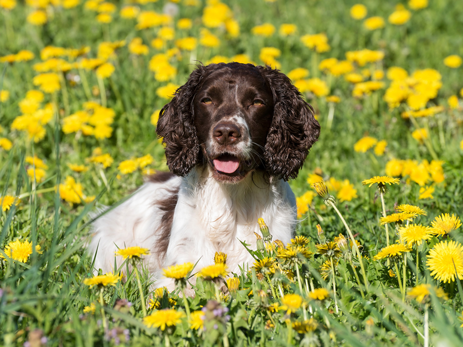Springer Spaniel - 1600x1200 Wallpaper - teahub.io