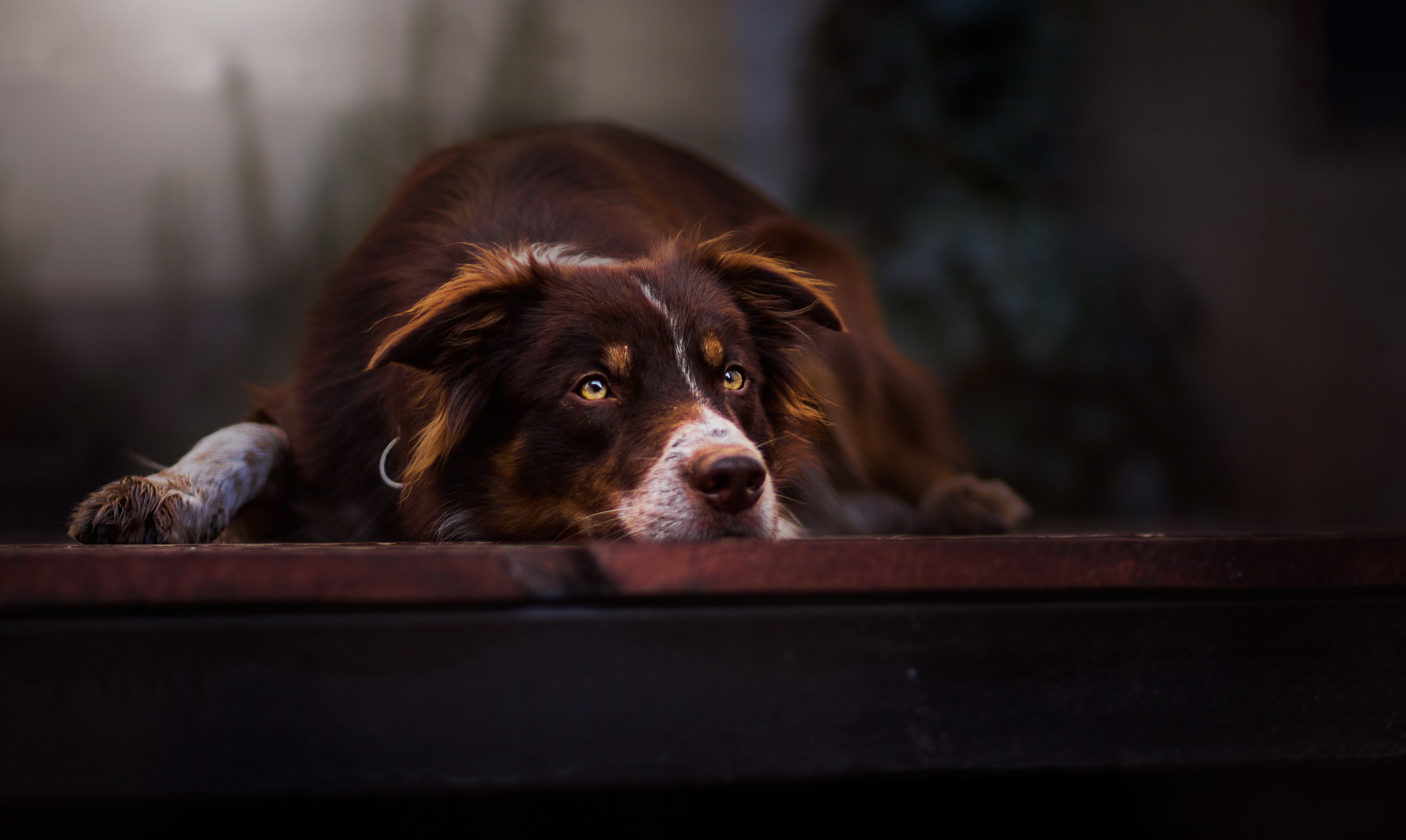 Border Collie - HD Wallpaper 