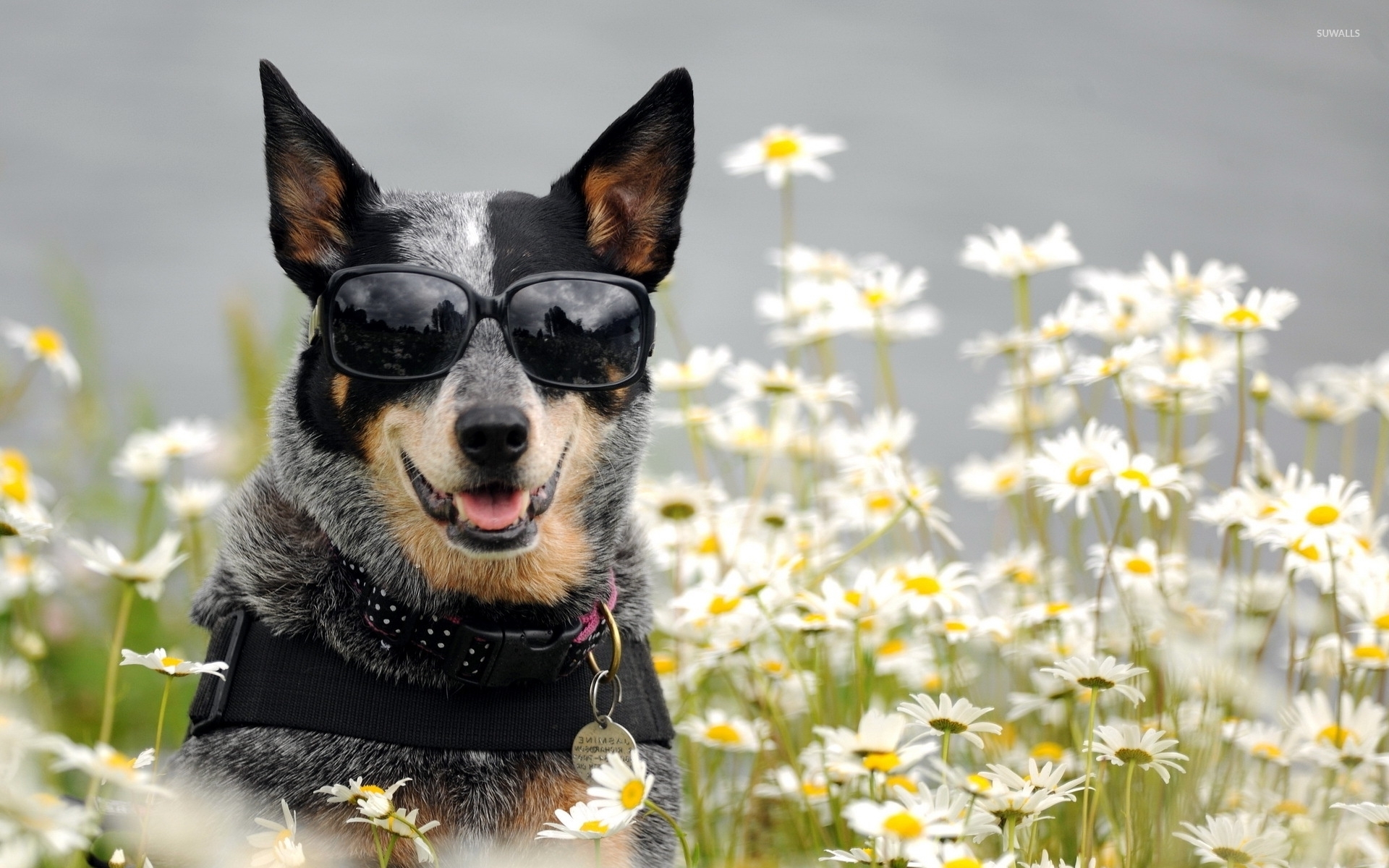 Australian Cattle Dog - HD Wallpaper 