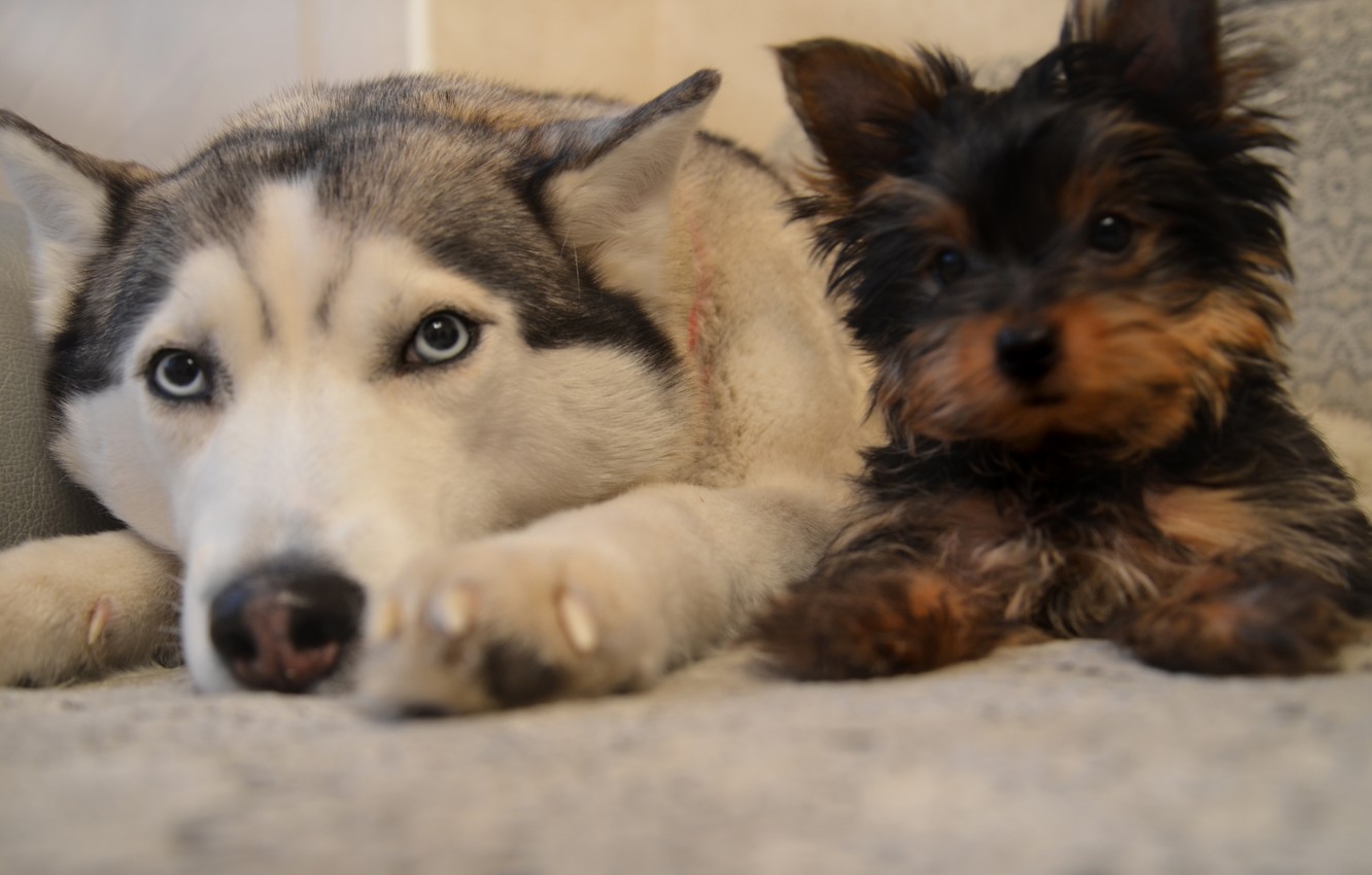 Photo Wallpaper Calm, Friendship, Puppy, Siberian Husky, - Yorkshire Terrier And Husky - HD Wallpaper 