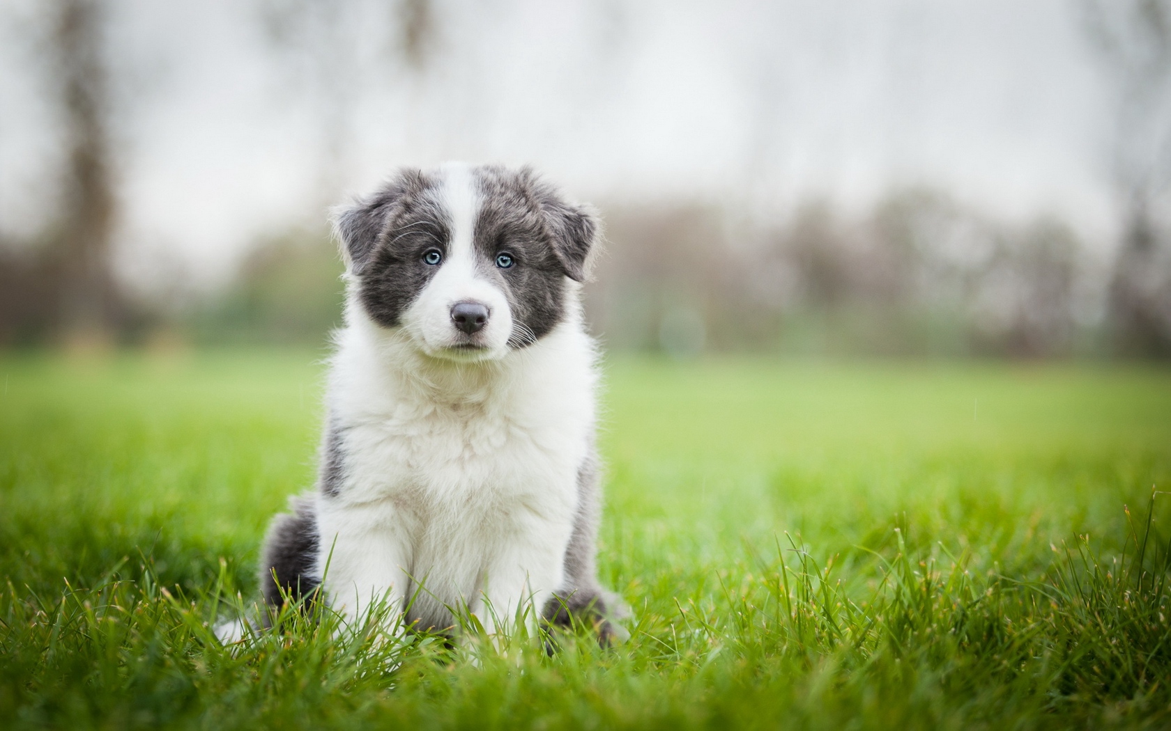 Wallpaper Border Collie, Puppy, Sit, Grass - Border Collie Background Phone - HD Wallpaper 
