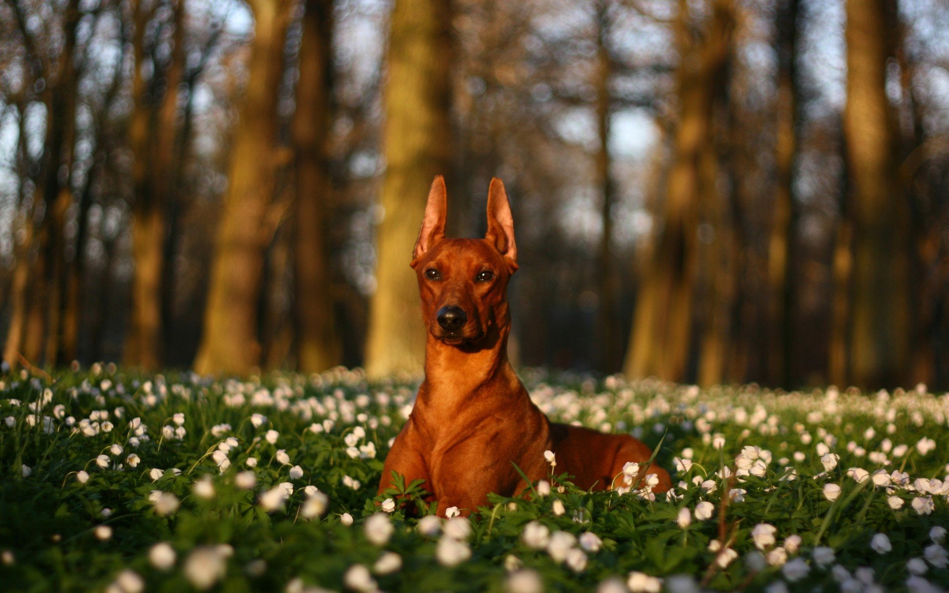 pix Doberman Pinscher Wallpaper Hd doberman pinscher wallpaper 1920x1200