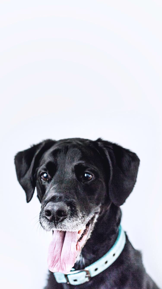 Black Labrador Wallpaper Iphone - HD Wallpaper 