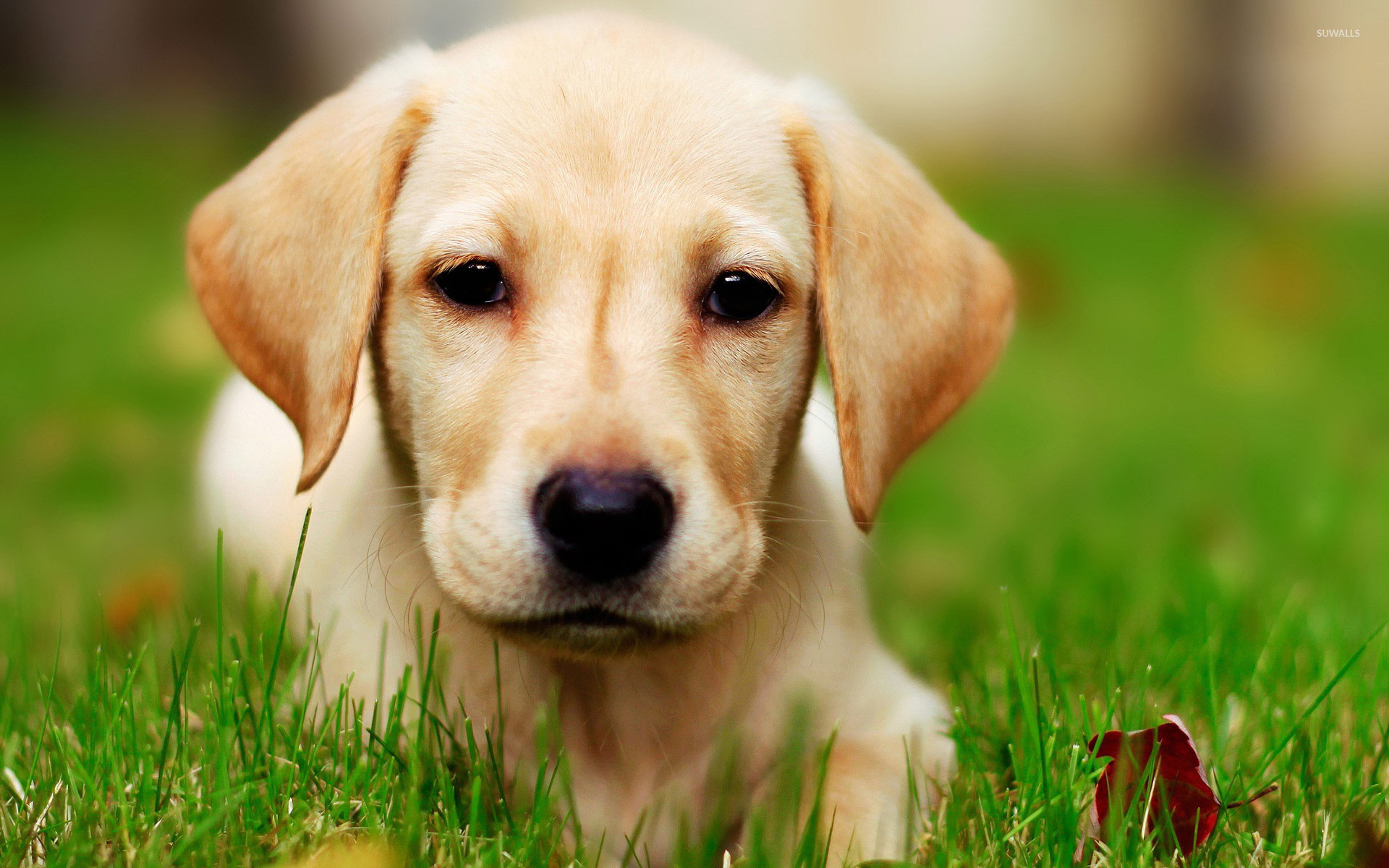 Labrador Puppy Images Hd - HD Wallpaper 