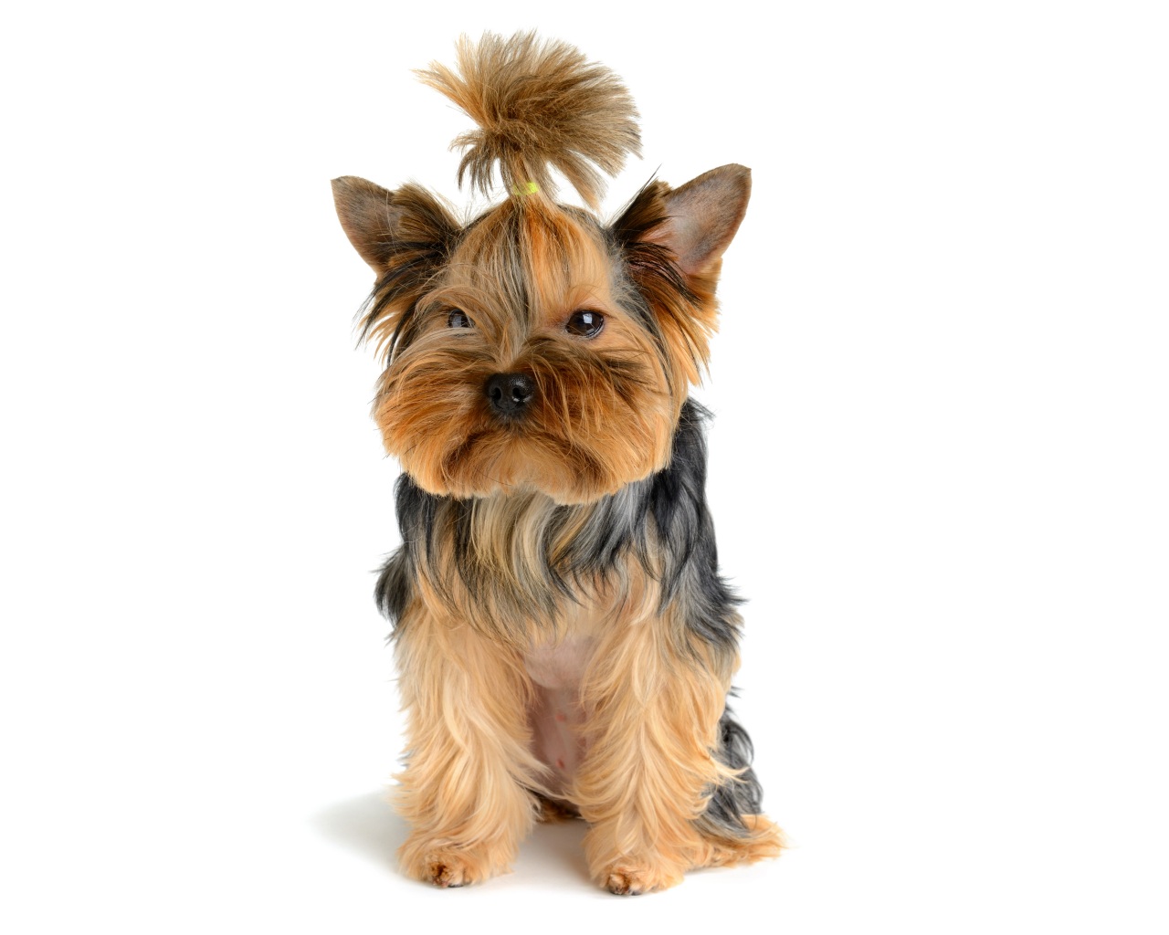 Nice Yorkshire Terrier Photos And Pictures, Yorkshire - Cute Yorkshire - HD Wallpaper 