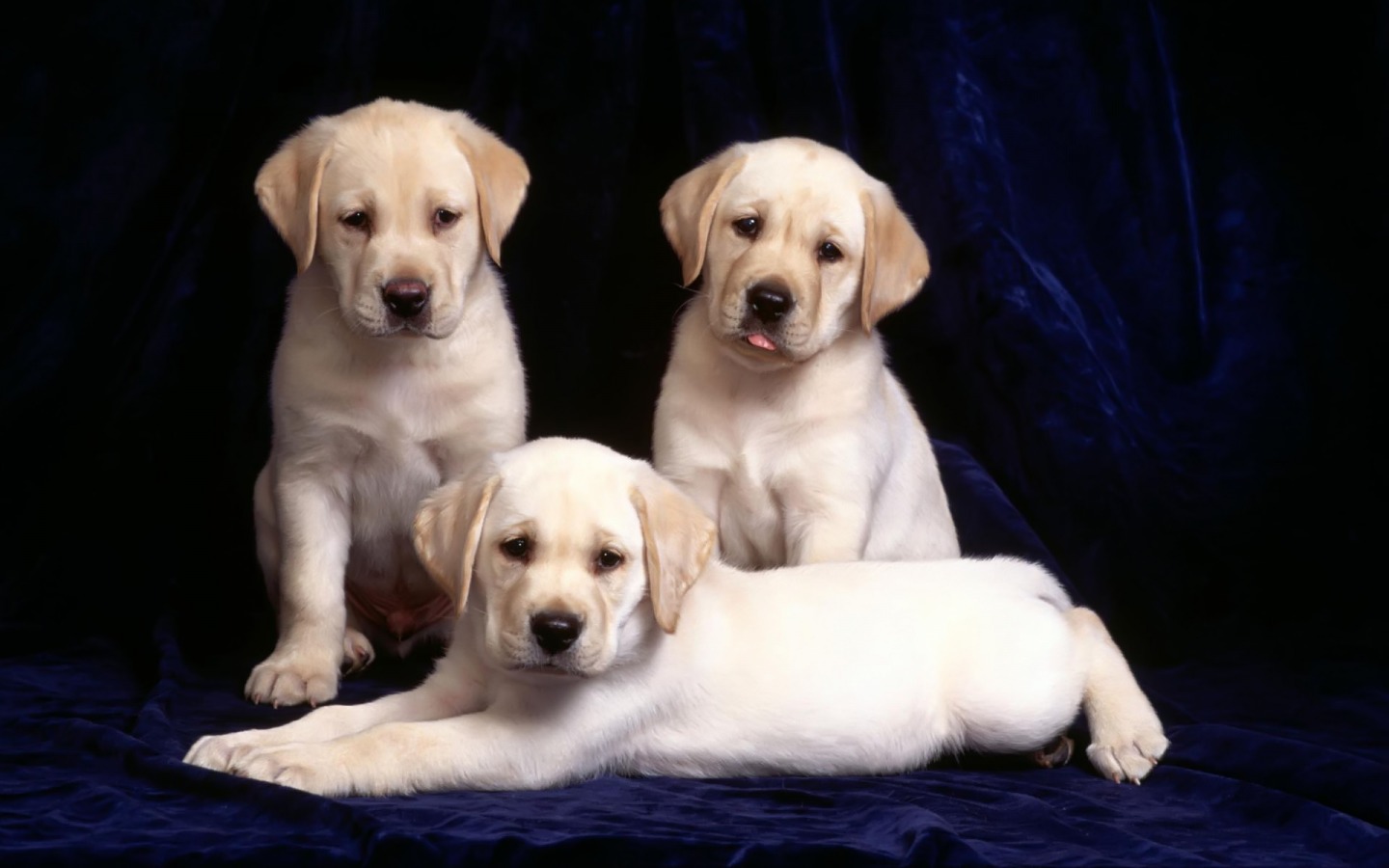 Labrador Puppies - HD Wallpaper 