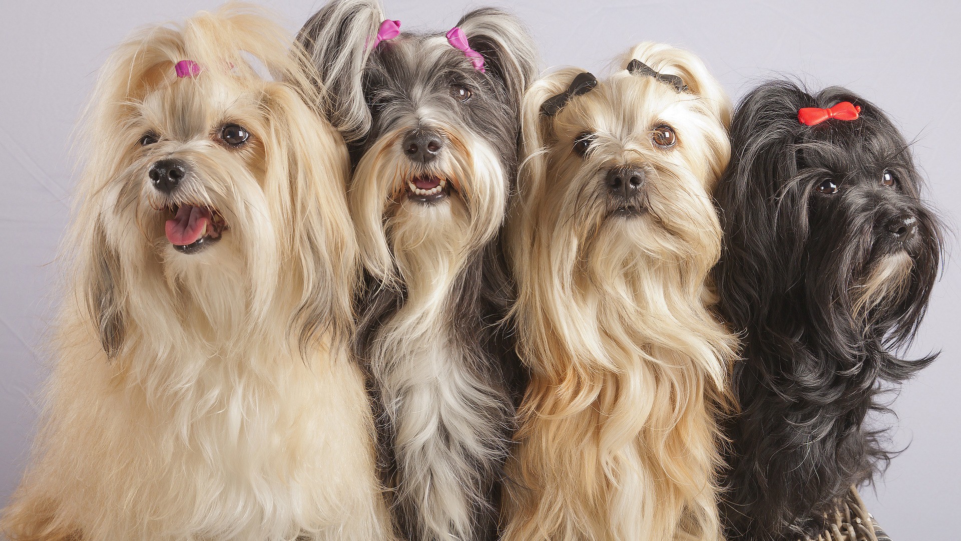 4 Pretty Yorkshire Terrier Dog - Havanese Dog With Long Hair - HD Wallpaper 