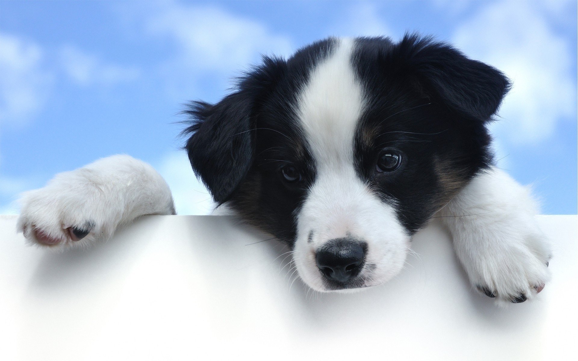 Cute Black And White Dog Names - HD Wallpaper 