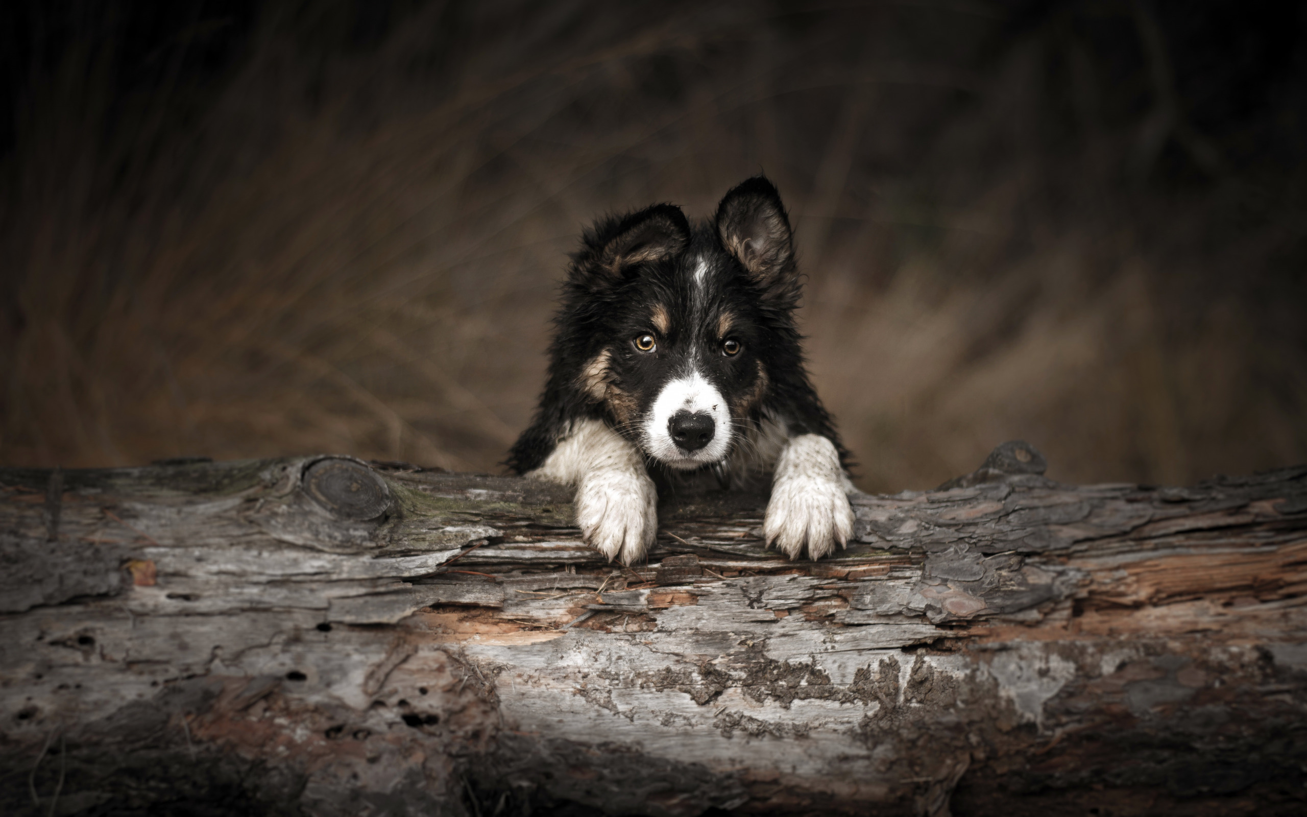 Border Collie, Puppy In The Forest, Cute Little Black - Border Collie Welpen Bilder - HD Wallpaper 
