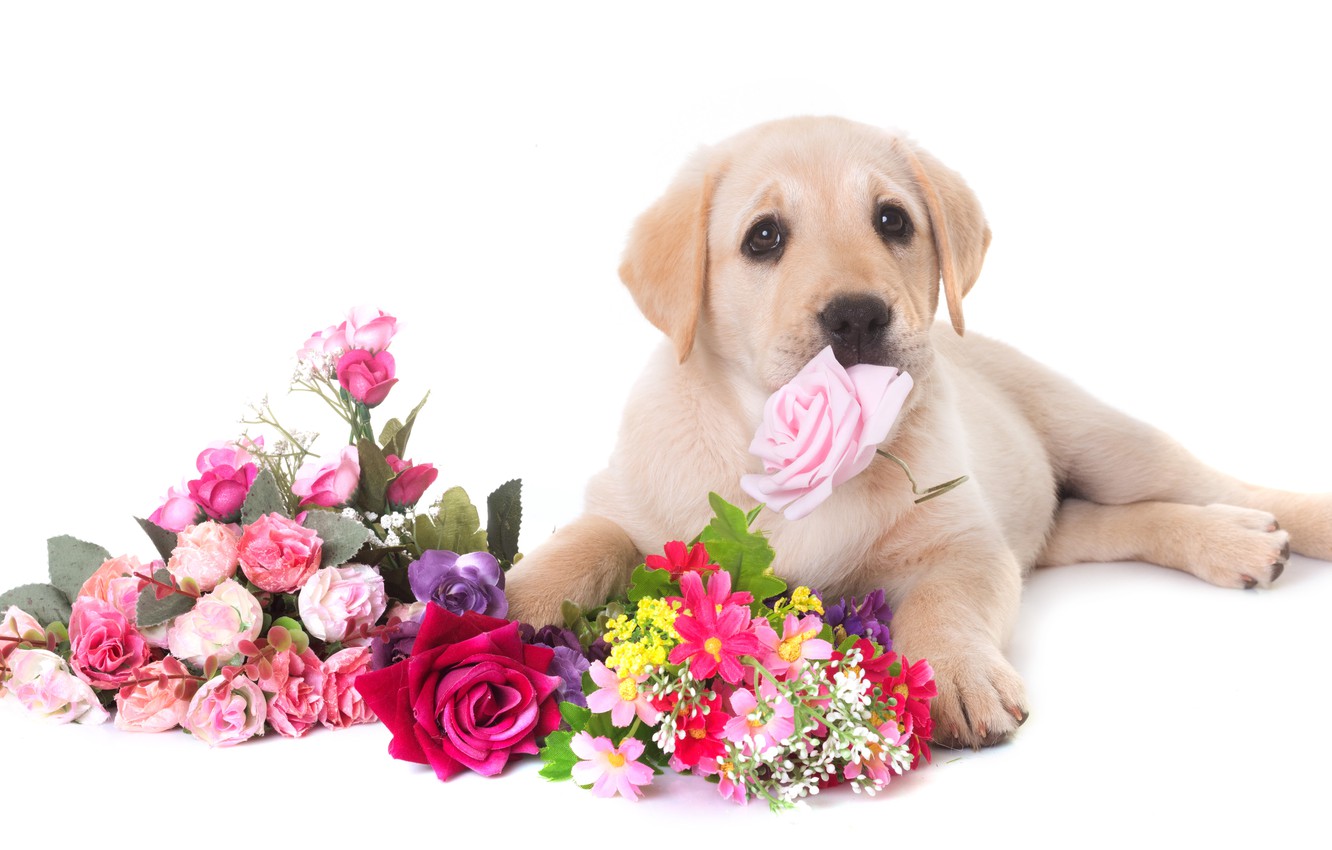 Photo Wallpaper Look, Flowers, Dog, Paws, Muzzle, Puppy, - HD Wallpaper 
