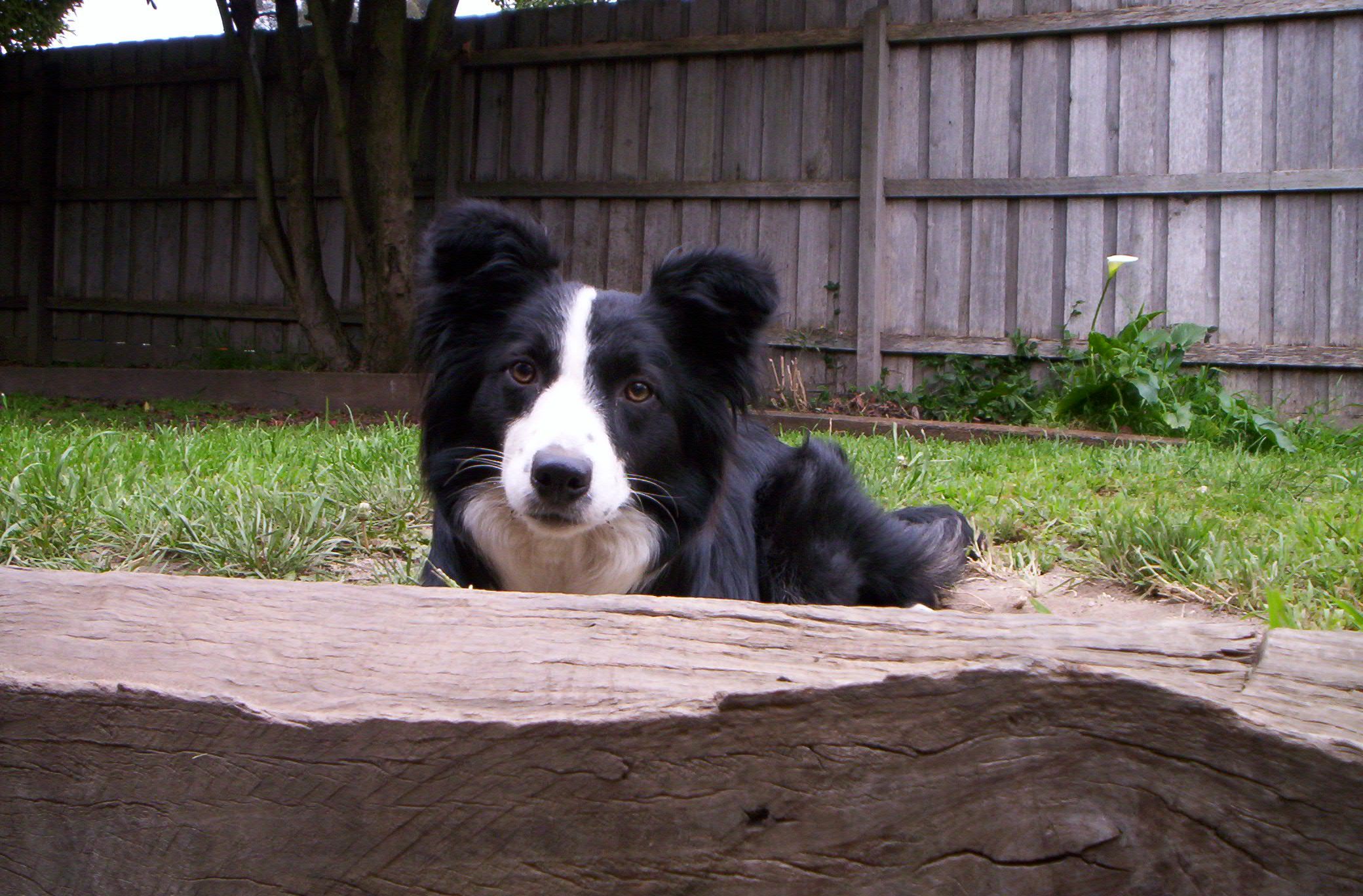 Border Collie Sheepdog - Australian Collie - HD Wallpaper 