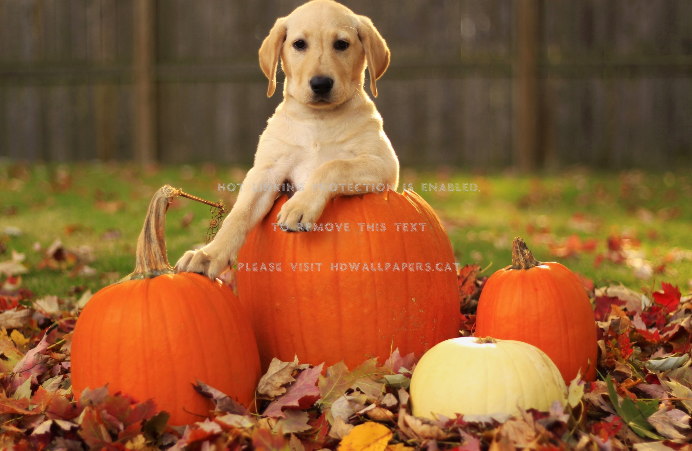 Dogs Fall Pumpkin Halloween Nature - Cute Puppy Halloween - HD Wallpaper 