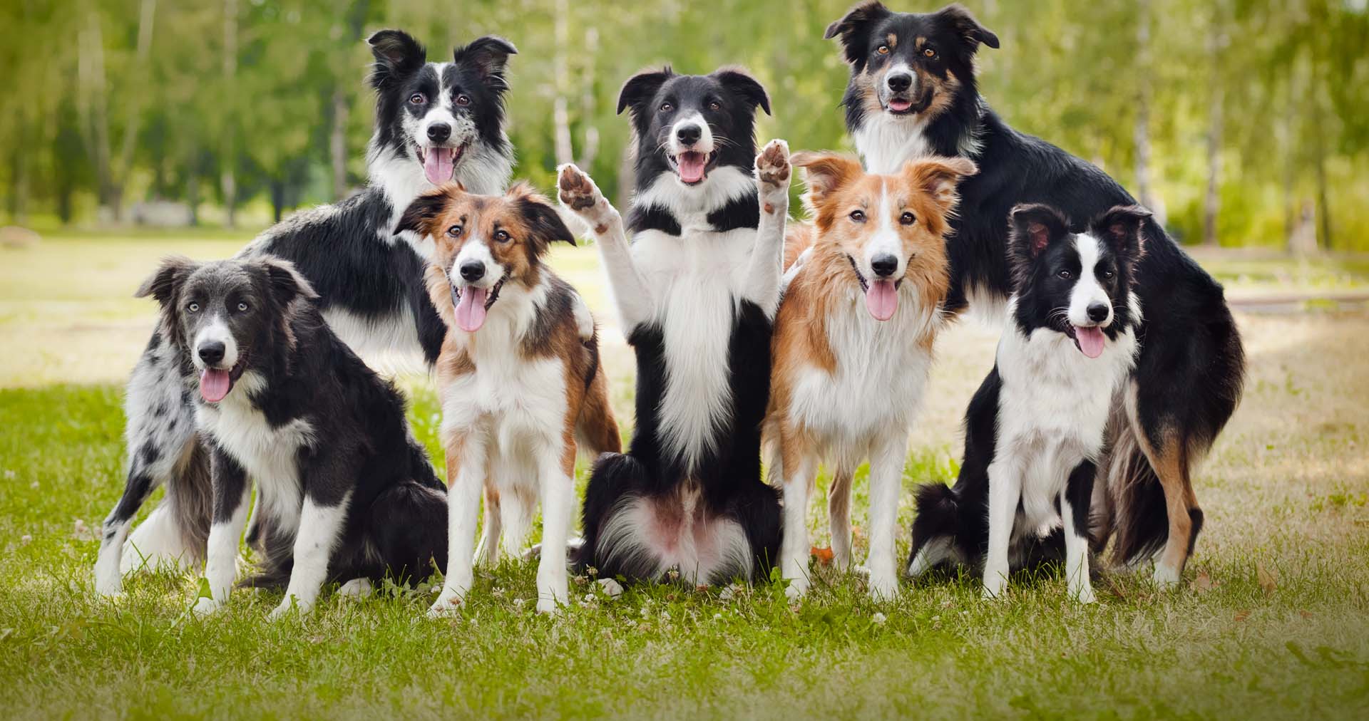 Border Collie - HD Wallpaper 