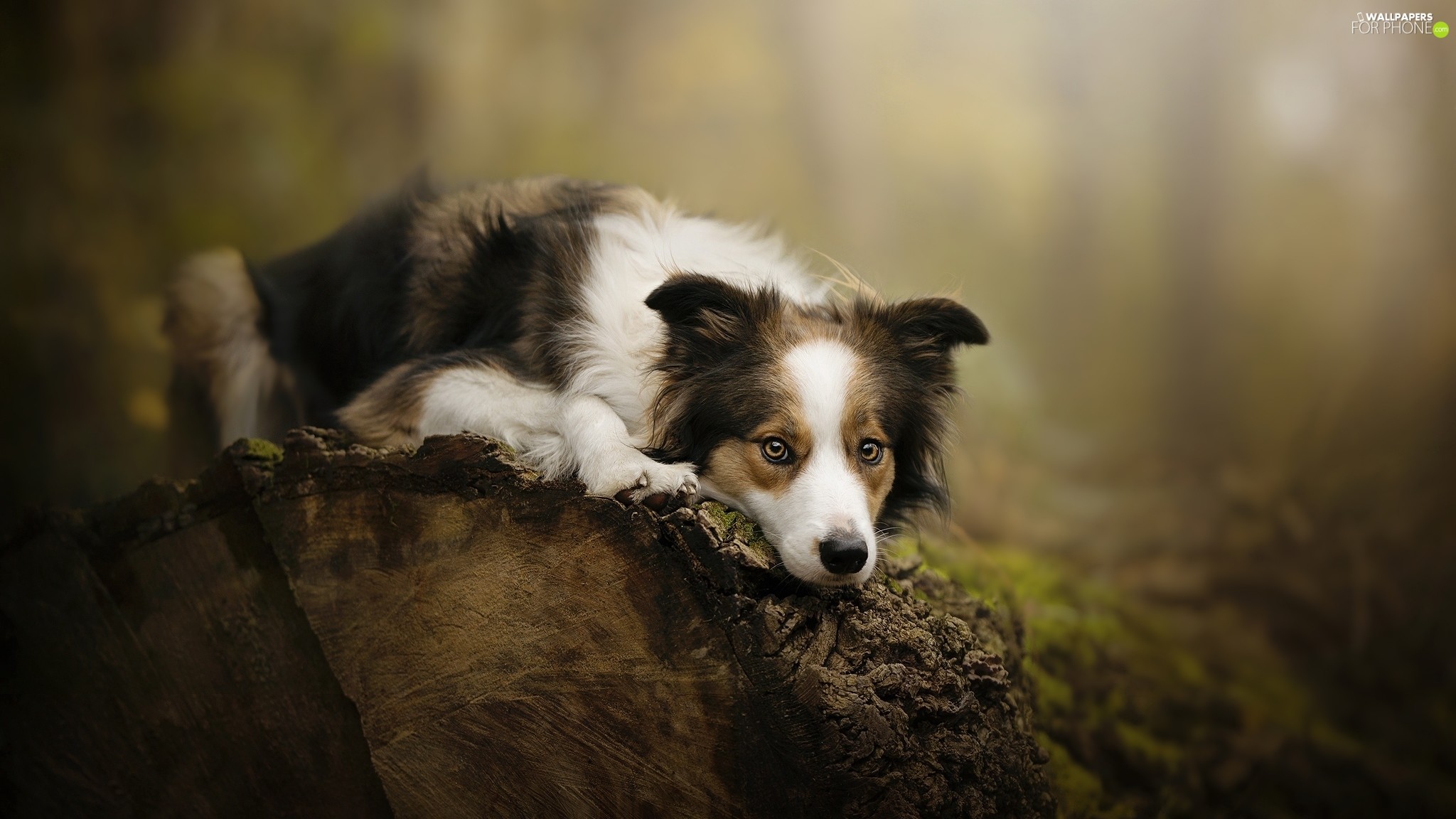 Log, Muzzle, Dog, Border Collie 
 Data Src Border Collie - Border Collie Wallpaper For Ipad - HD Wallpaper 
