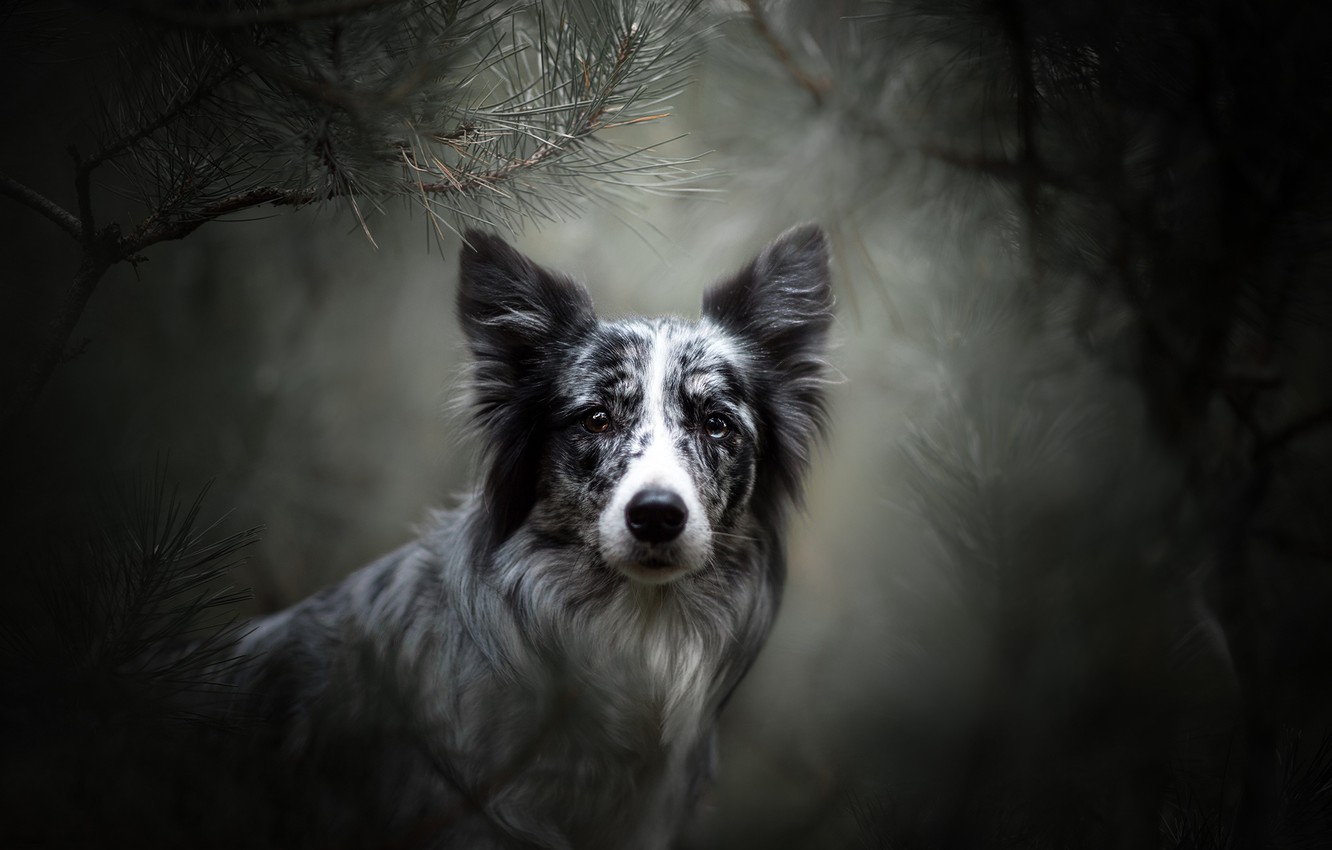 Photo Wallpaper Look, Face, Branches, Portrait, Dog, - Бордер Колли Обои - HD Wallpaper 