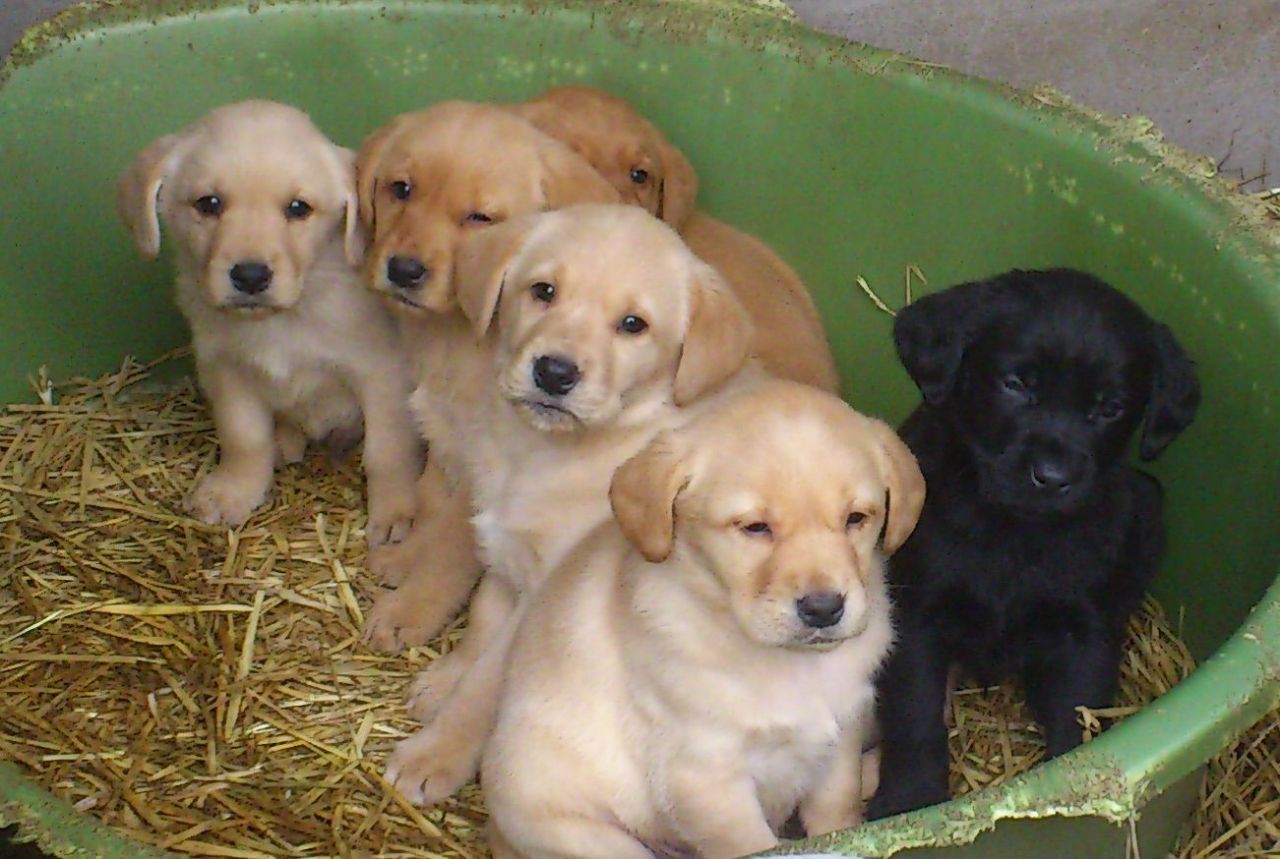 Golden Labrador - Golden Retriever And Labrador Mix Puppies - HD Wallpaper 