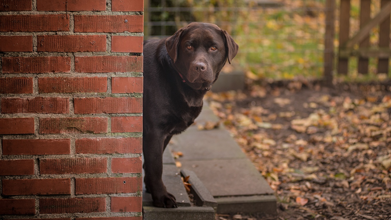 Labrador Retriever - HD Wallpaper 