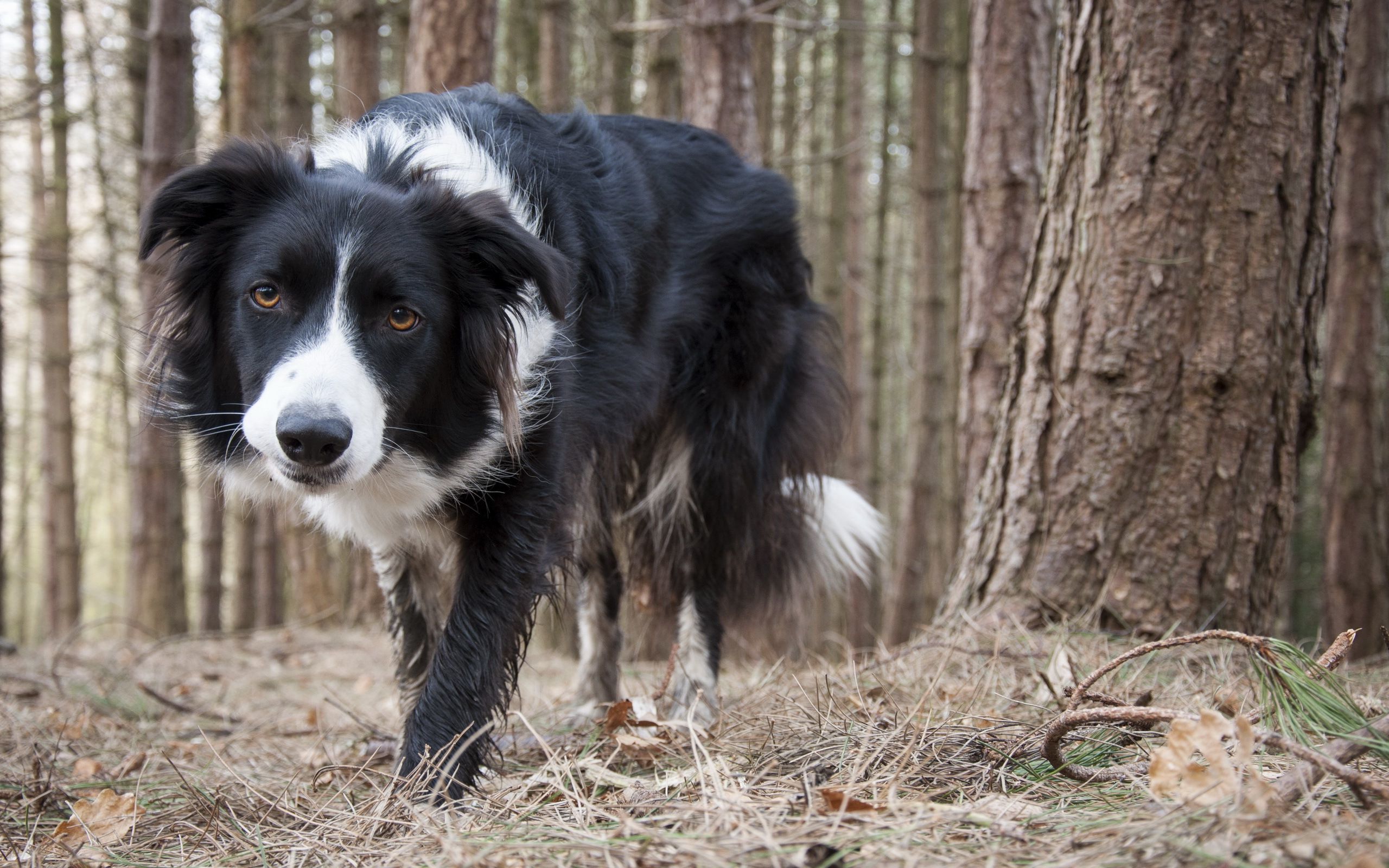 Border Collie - HD Wallpaper 
