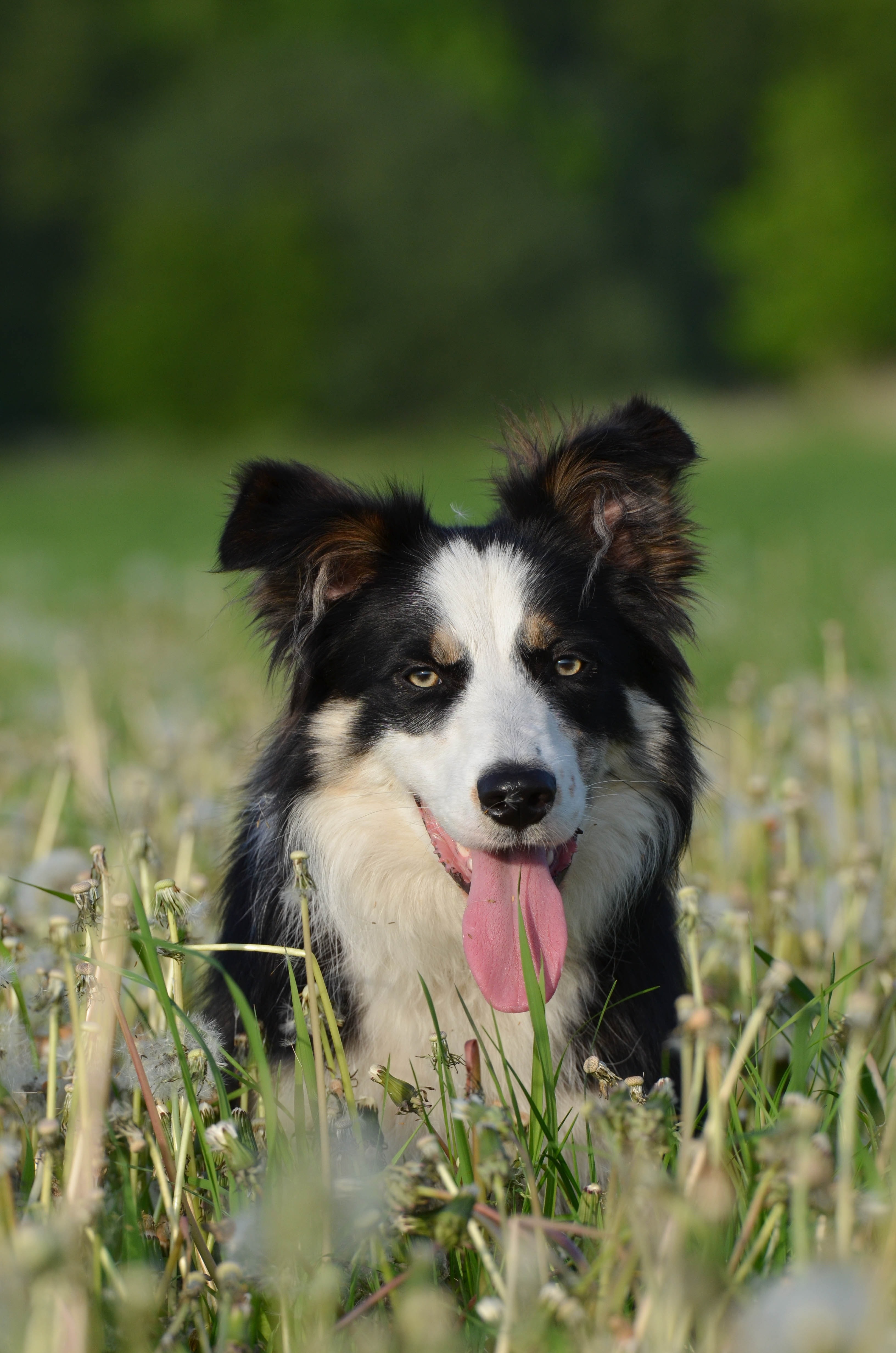 Dog - HD Wallpaper 
