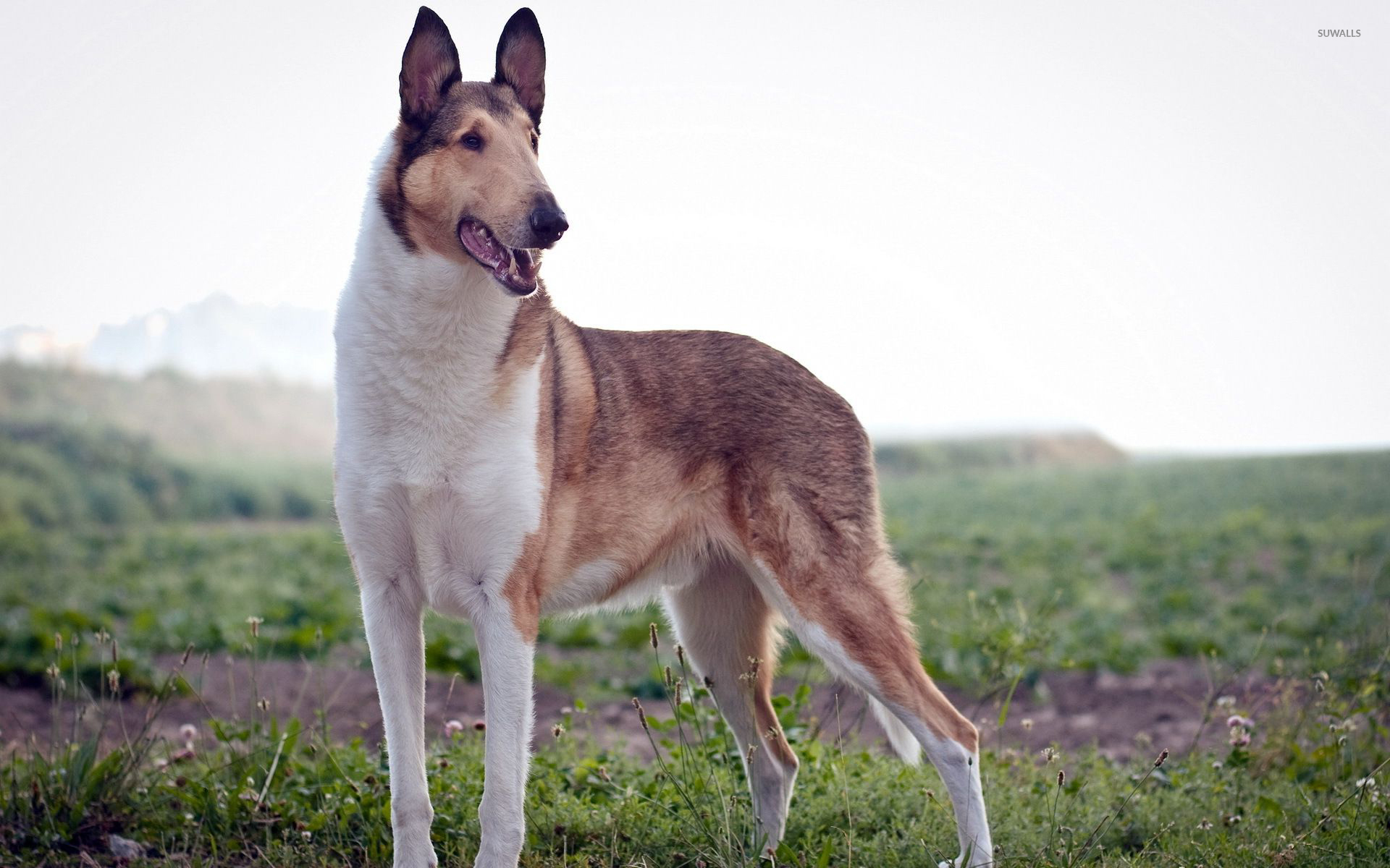 Collie - HD Wallpaper 