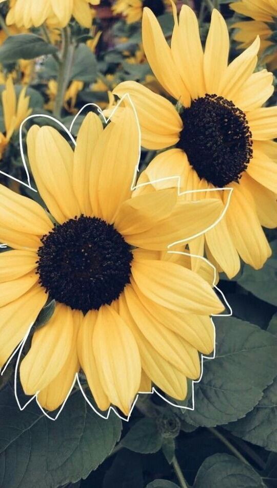 Sunflower Backgrounds - HD Wallpaper 