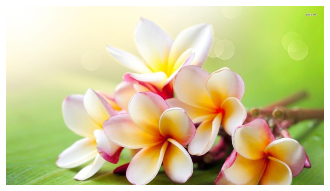 Good Morning Wishes Massage - HD Wallpaper 