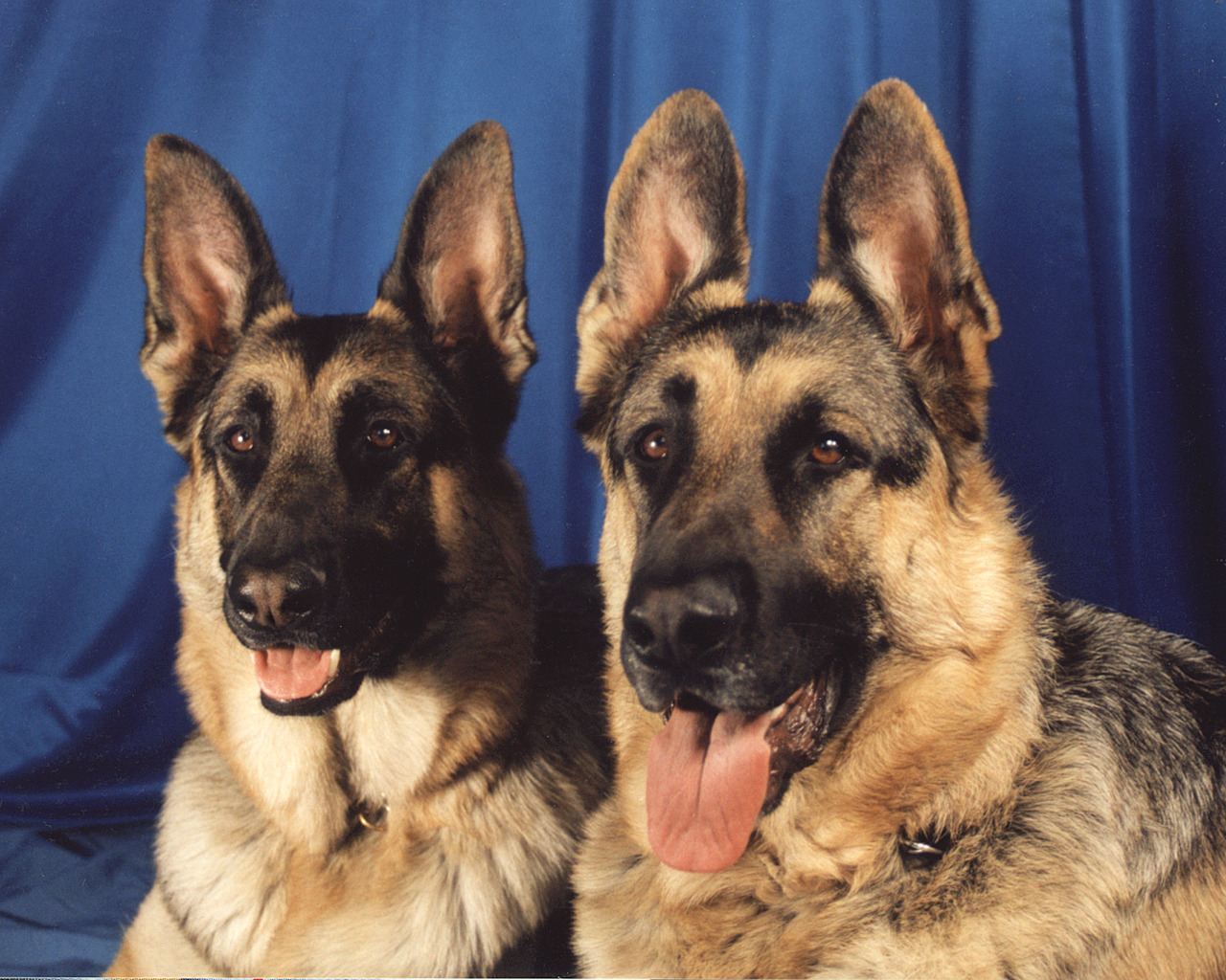 German Shepherd Dogs Wallpaper - Happy Holidays German Shepherd - HD Wallpaper 