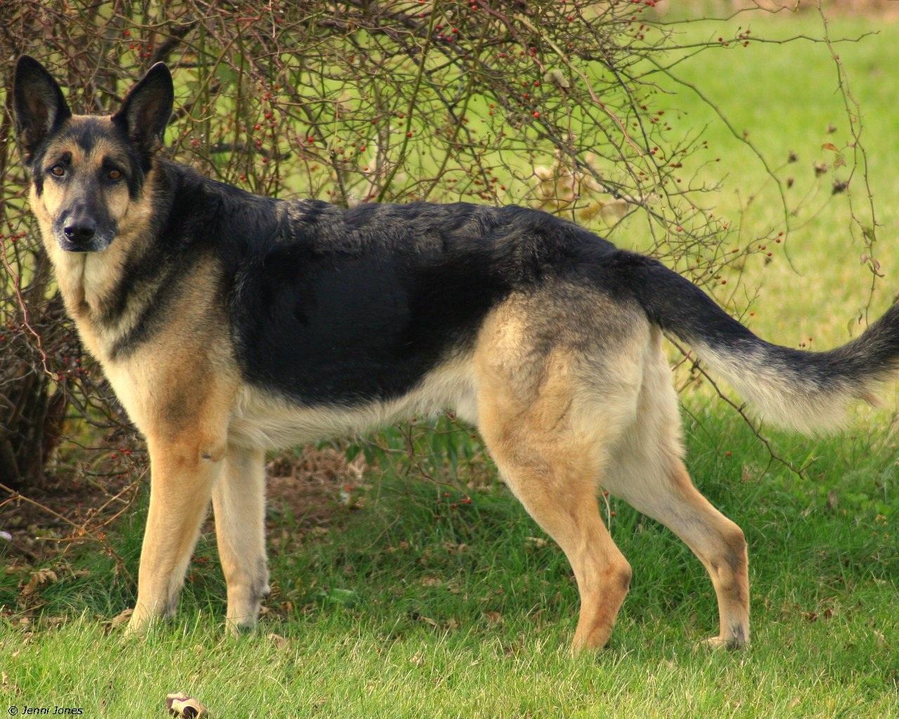 Black German Shepherd Dog Image - Alsatian Dogs - HD Wallpaper 