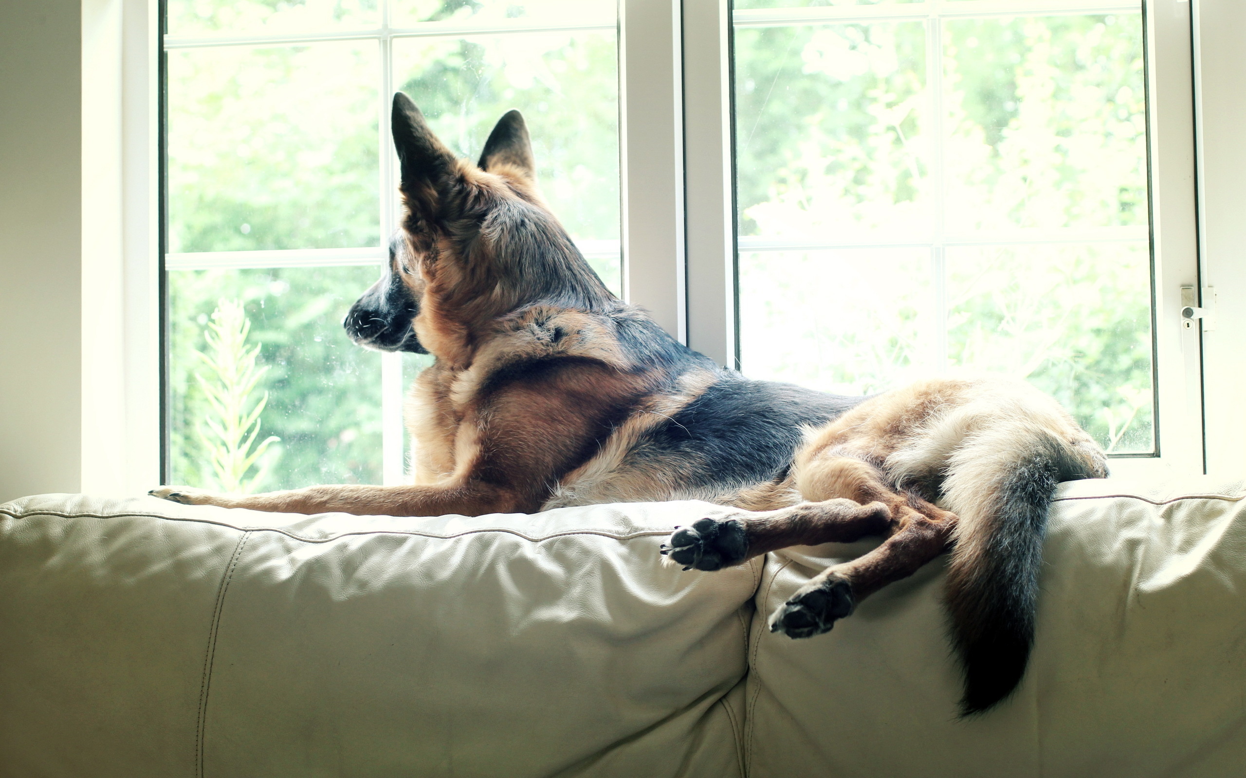 German Shepherd Dog Wallpaper - HD Wallpaper 