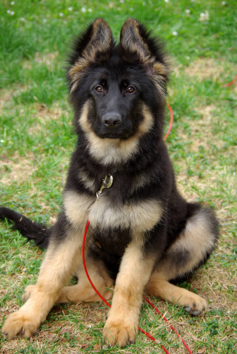 German Shepherd Puppy Boy 803x1200 Wallpaper Teahub Io