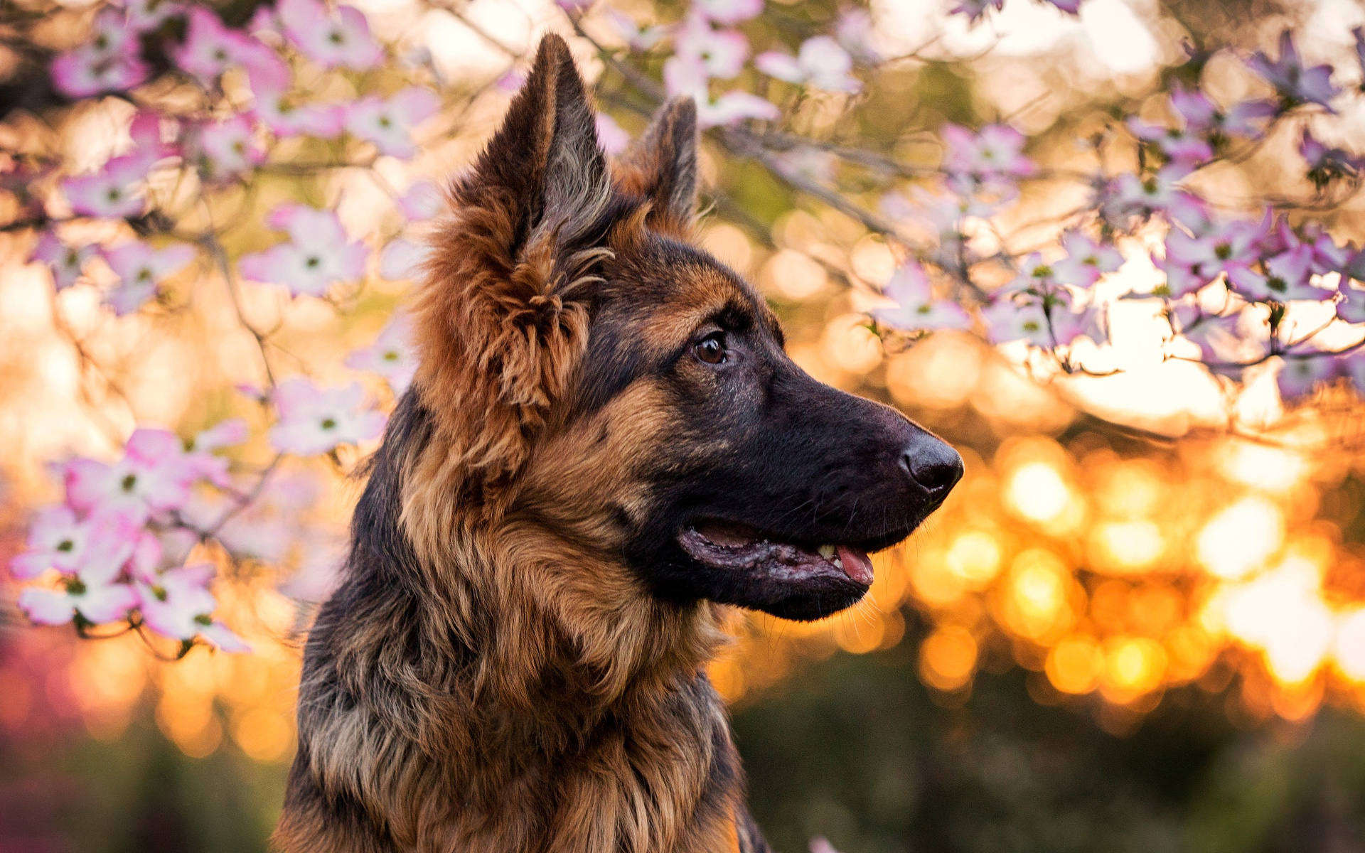German Shepherd, Spring, Dogs, Pets, Bokeh, Cute Animals, - German Shepherd Growling - HD Wallpaper 