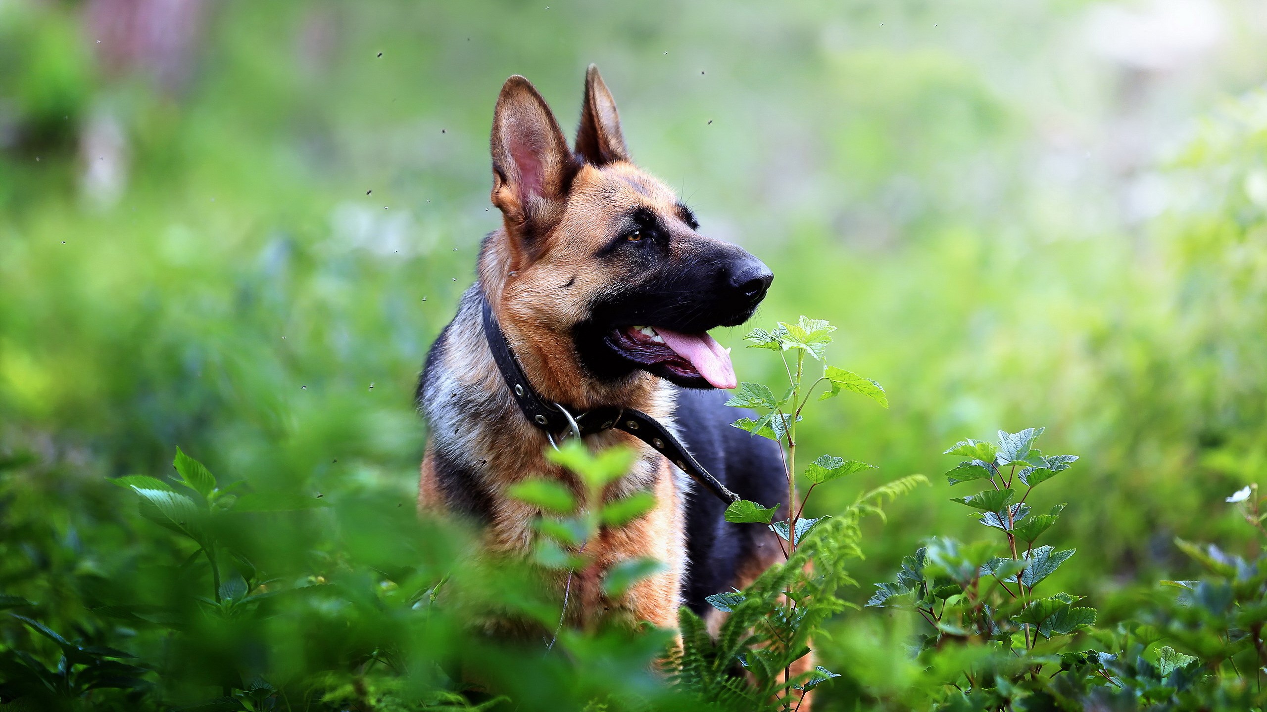 German Shepherd Dog Wallpaper - HD Wallpaper 